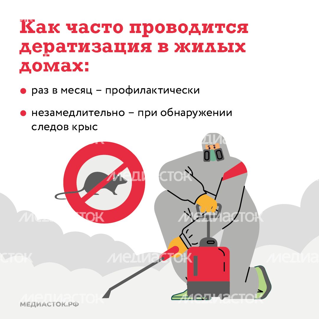 Крысы в МКД квадрат (4) Крысы в МКД квадрат (4)
