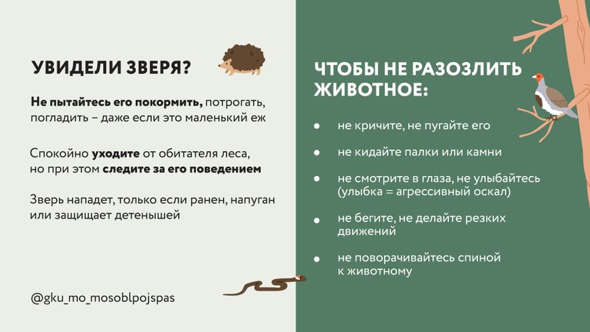 Горизонтали Безопасность в лесу 04.jpg