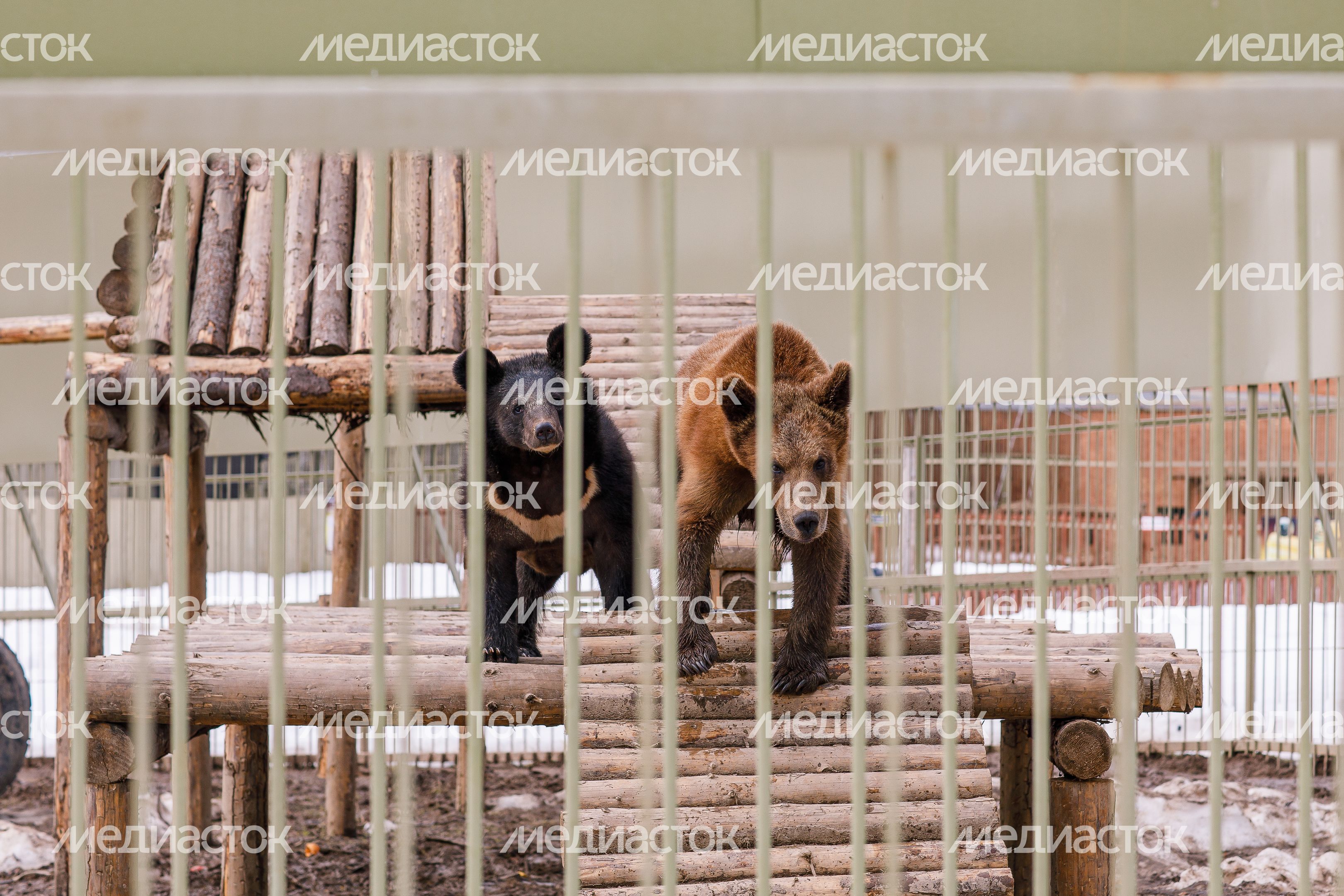 Парк львов "Земля прайда" в округе Клин Парк львов "Земля прайда" в округе Клин