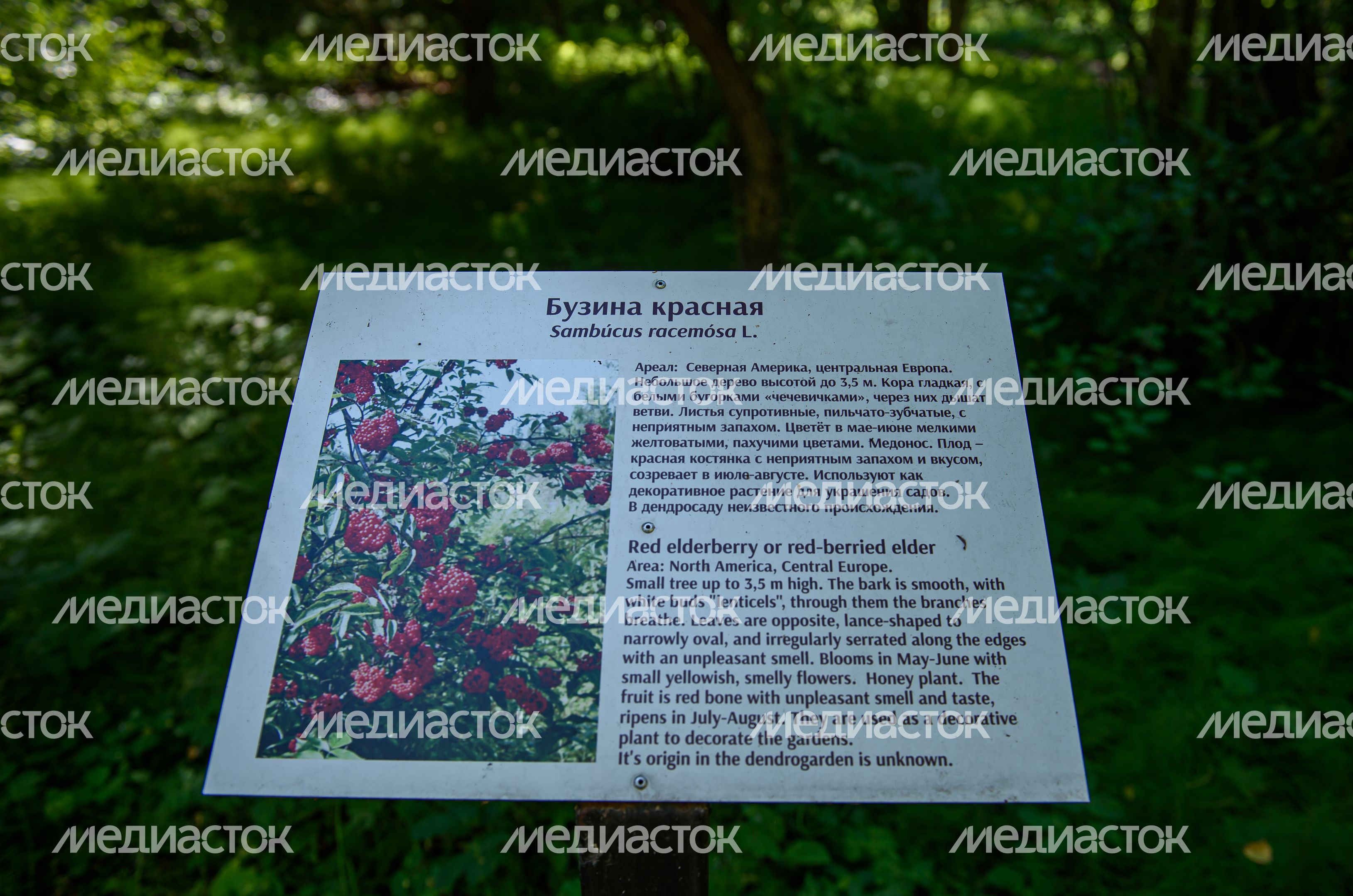 Переславский дендрологический сад имени Сергея Фёдоровича Харитонова