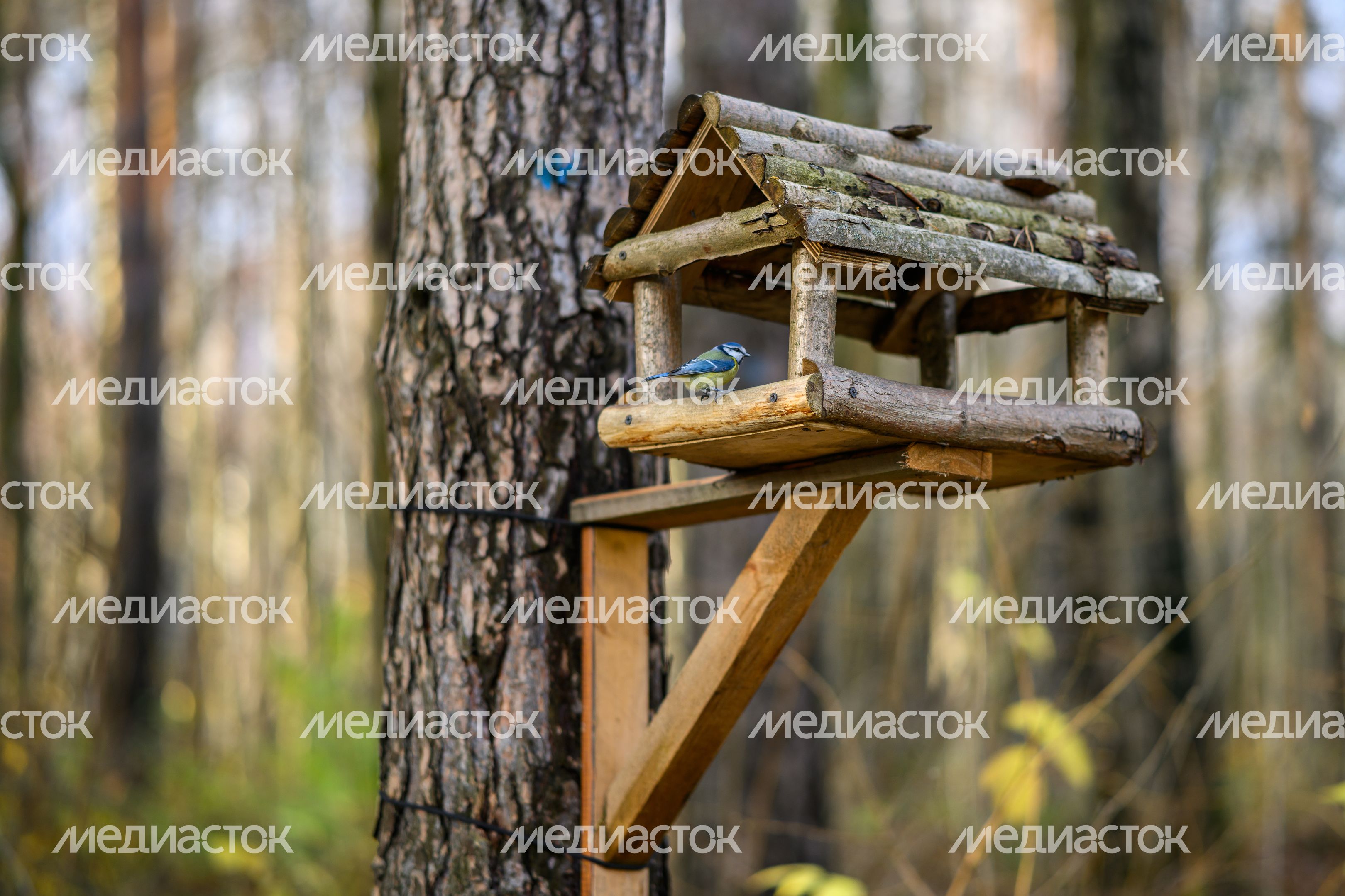 Синица в кормушке для птиц в парке «Ближняя дача» в Мытищах осенью Синица в кормушке для птиц в парке «Ближняя дача» в Мытищах осенью