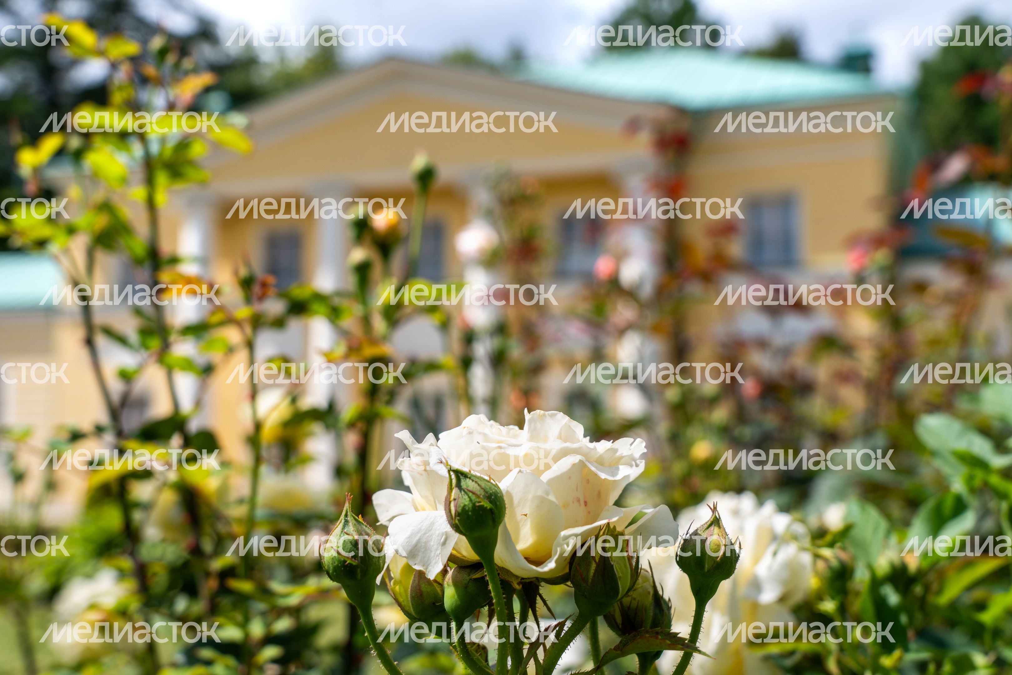 Цветущие розы летом в музее-заповеднике «Архангельское» округа Красногорск Цветущие розы летом в музее-заповеднике «Архангельское» округа Красногорск