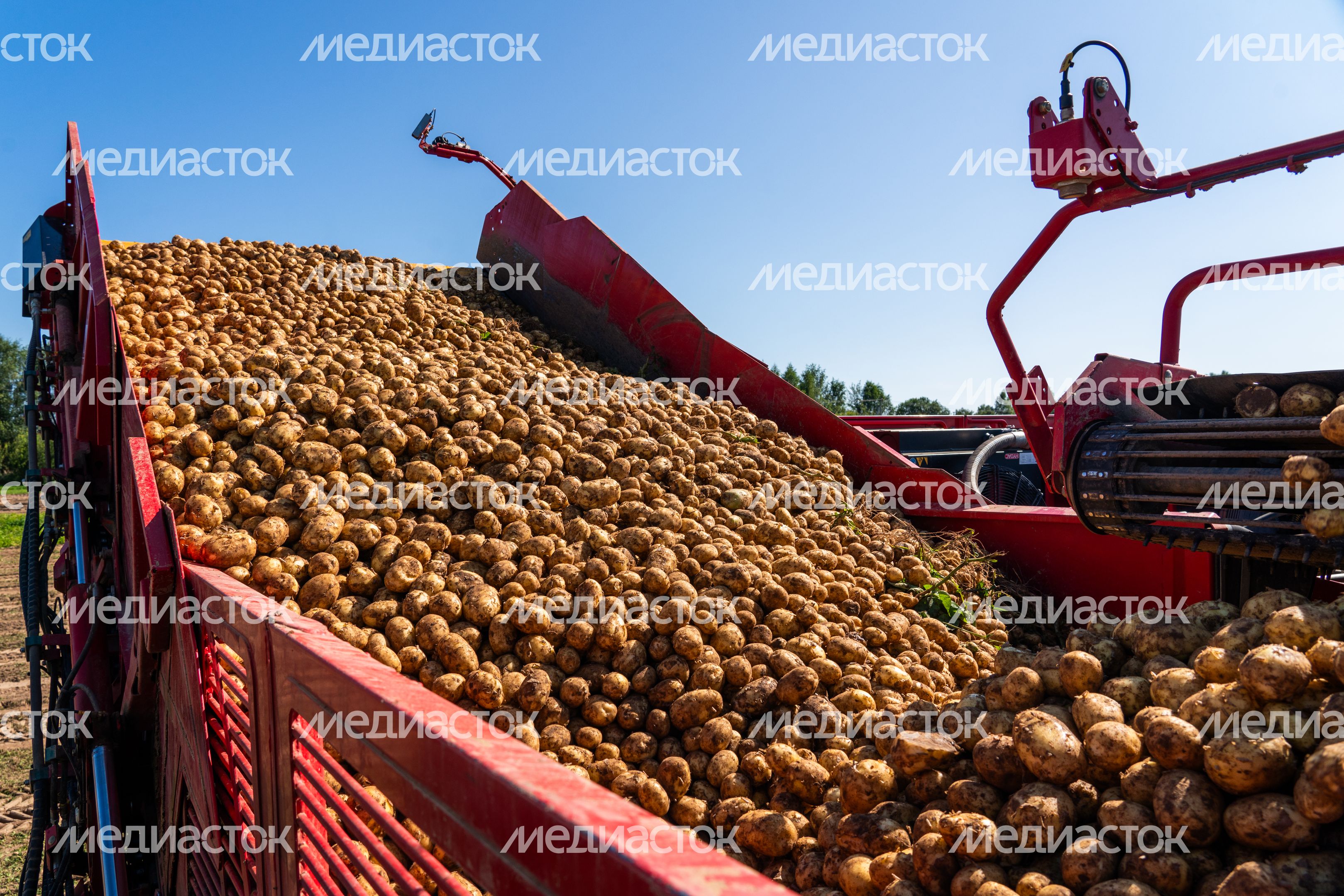 Сбор урожая картофеля в Дмитровском округе Сбор урожая картофеля в Дмитровском округе
