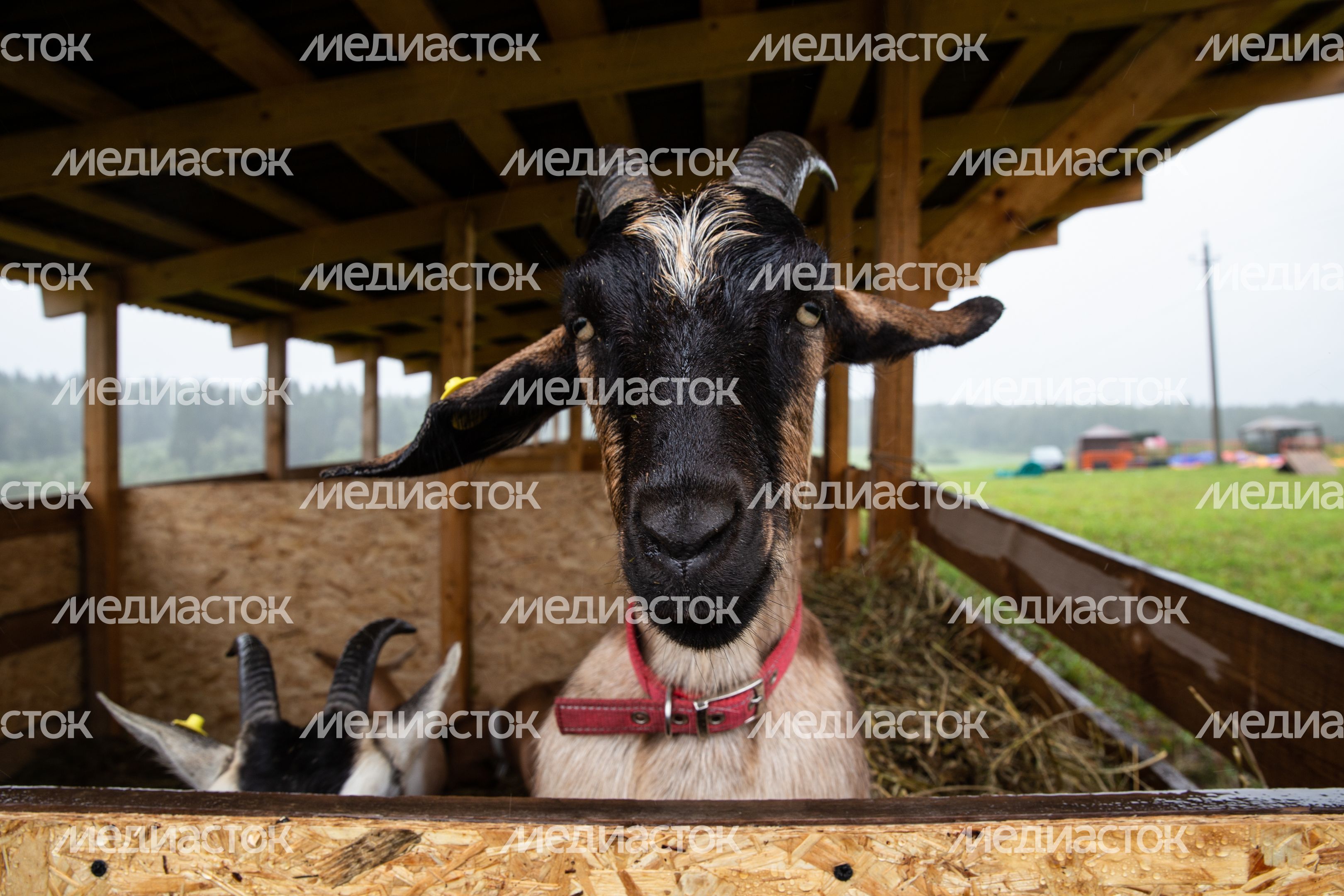 Открытие IV Всероссийского фестиваля фермерской продукции «Сыр. Пир. Мир»