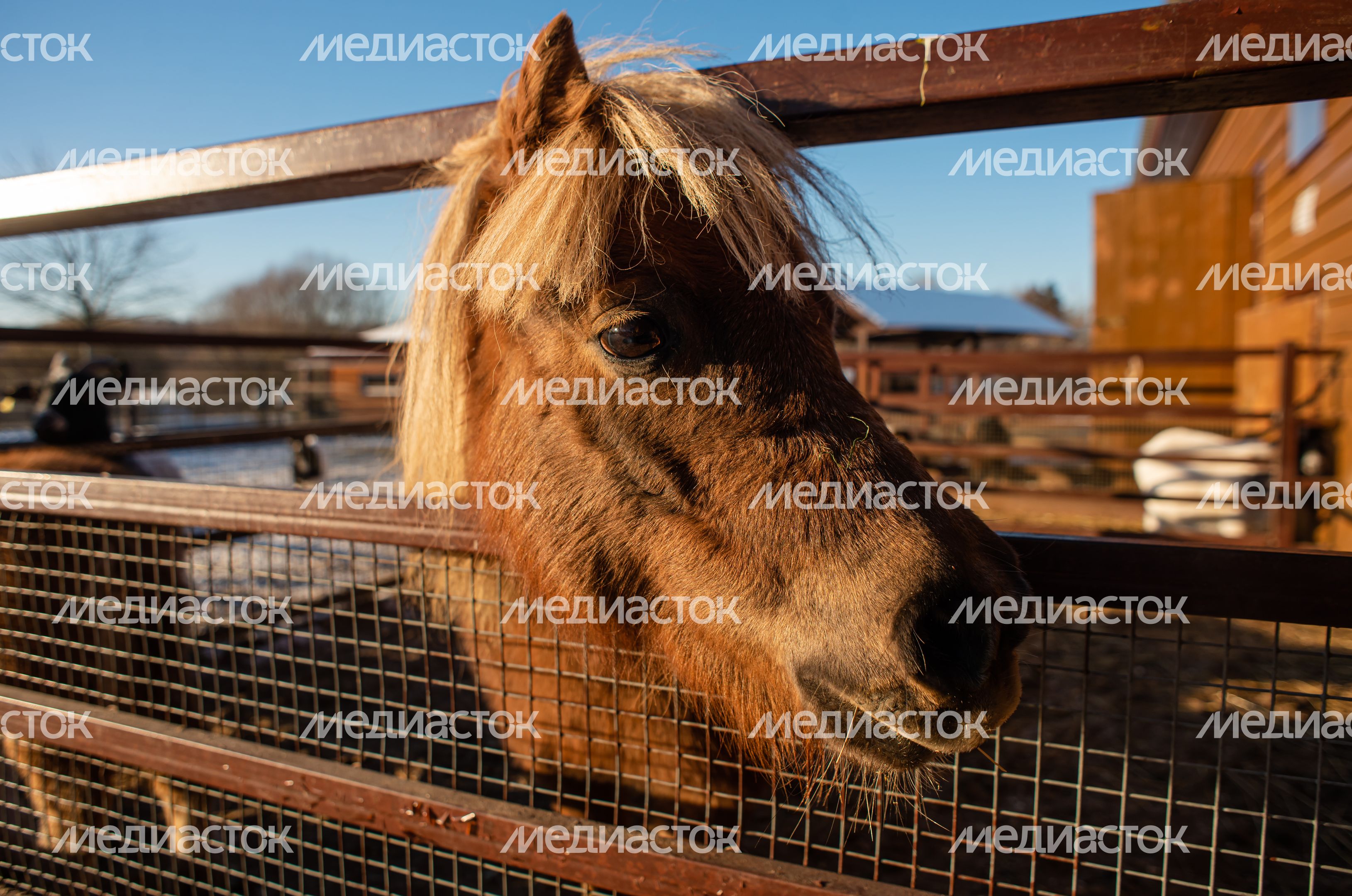 Зимний Парк Птиц «Воробьи»