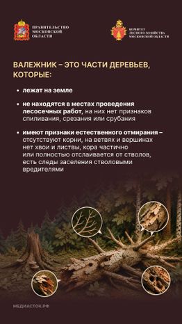 Валежник для собственных нужд вертикаль 03