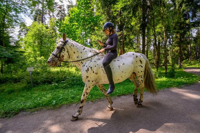 Прогулка верхом на лошади в лесопарке «Северный» города Пушкино летом