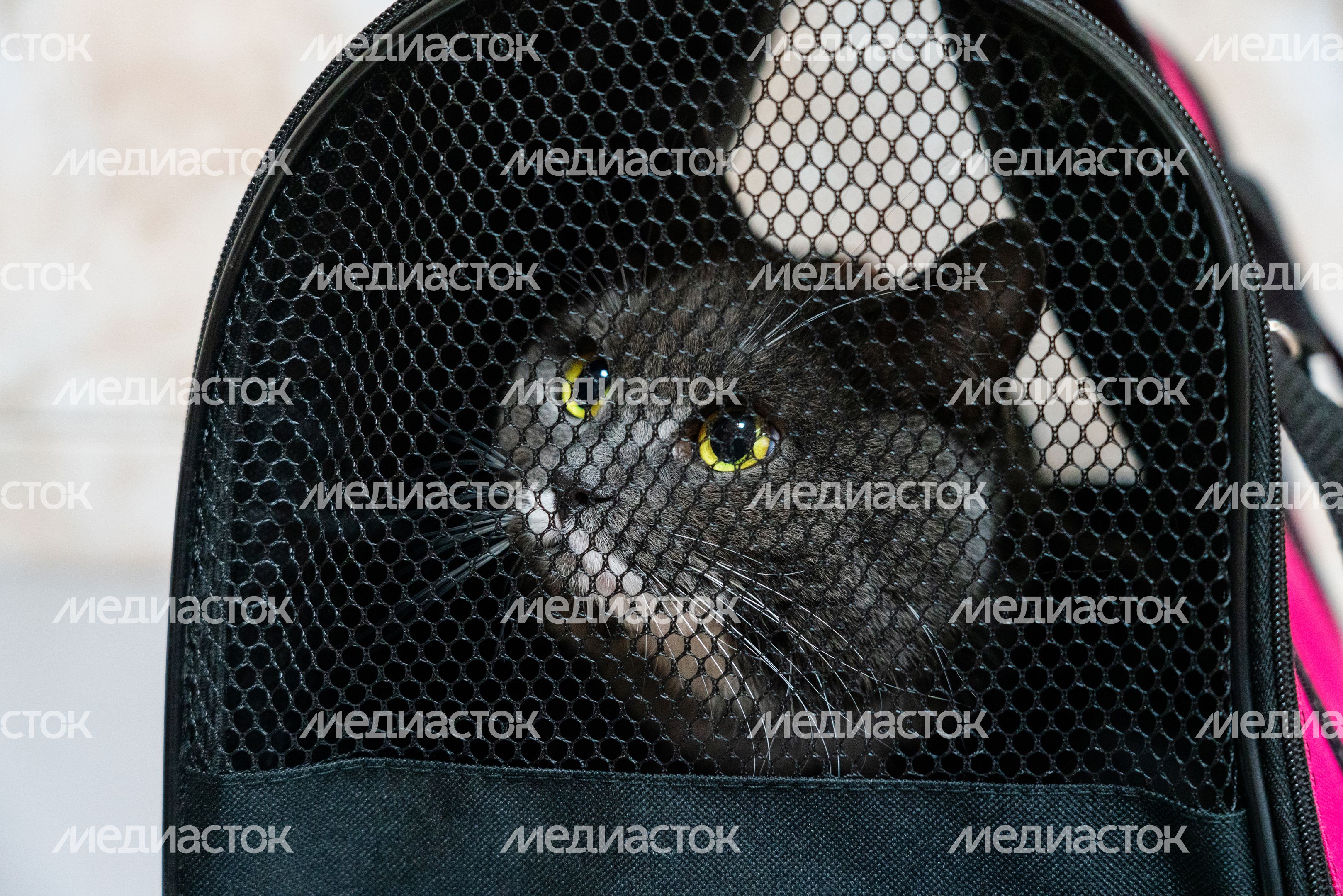 Кота несут в переноске на прием к ветеринару в Истринскую ветеринарную станцию Кота несут в переноске на прием к ветеринару в Истринскую ветеринарную станцию
