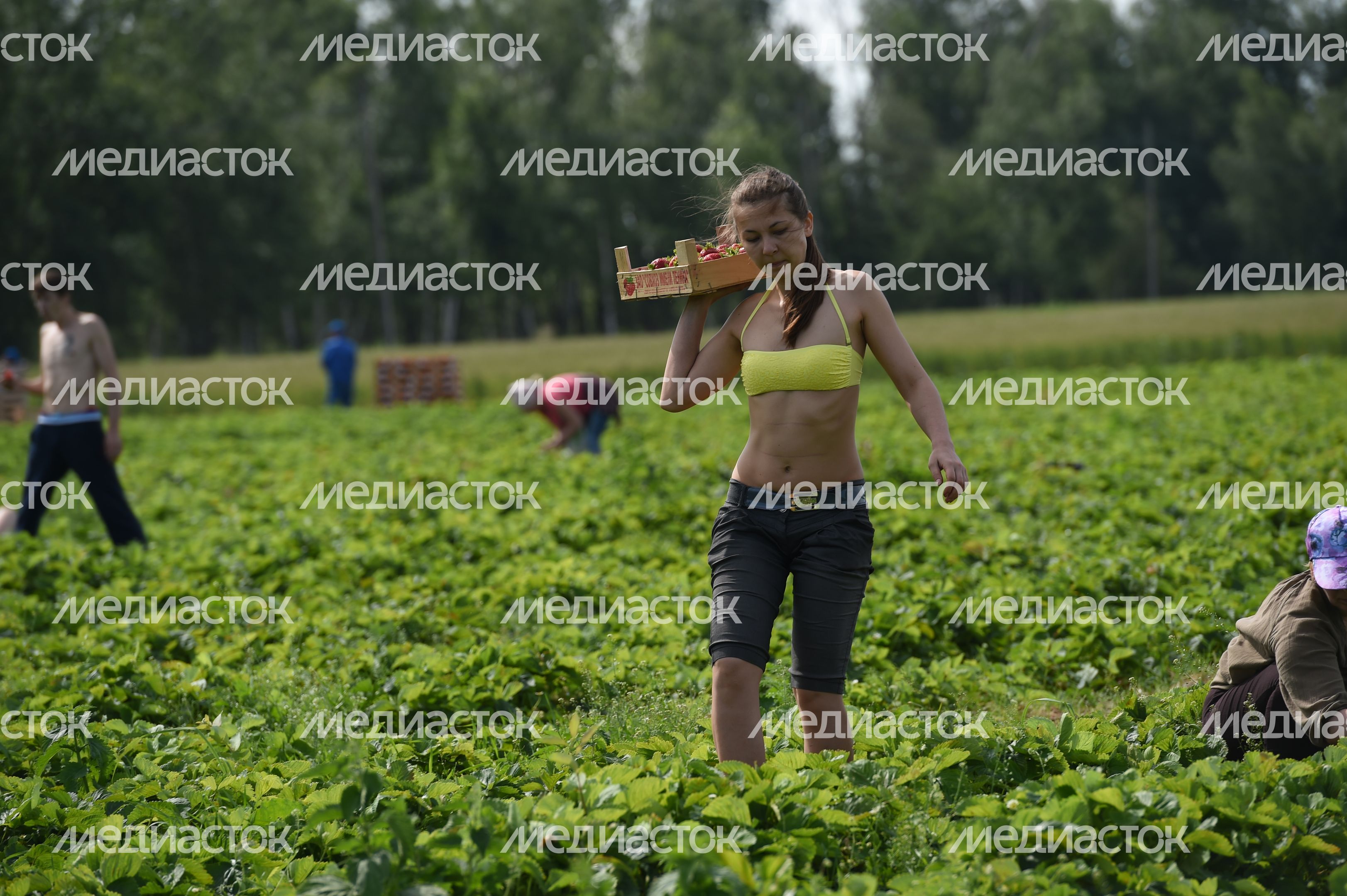 Сбор клубники в совхозе имени Ленина Сбор клубники в совхозе имени Ленина