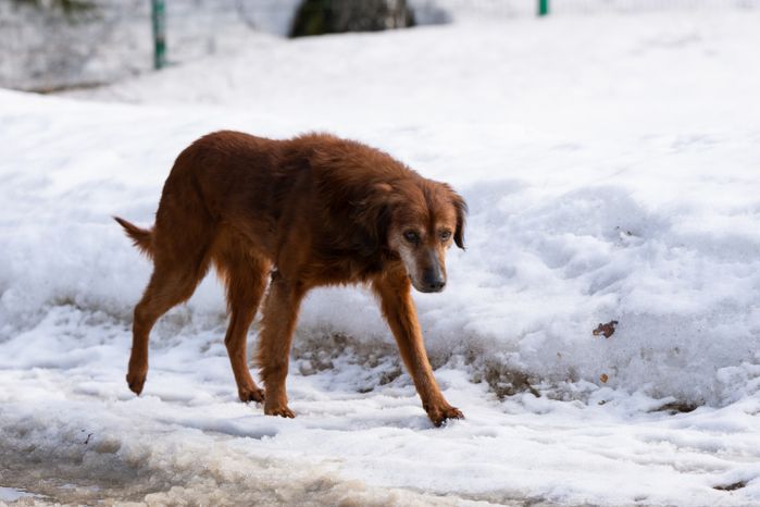 «Москва – Петушки» 2019