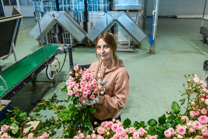 ООО Тепличный комплекс «Подосинки» в Раменском округе. Выращивание цветов под брендом «Линия розы»