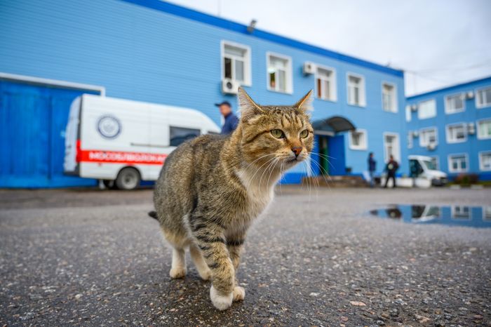 Кошка идет по дороге