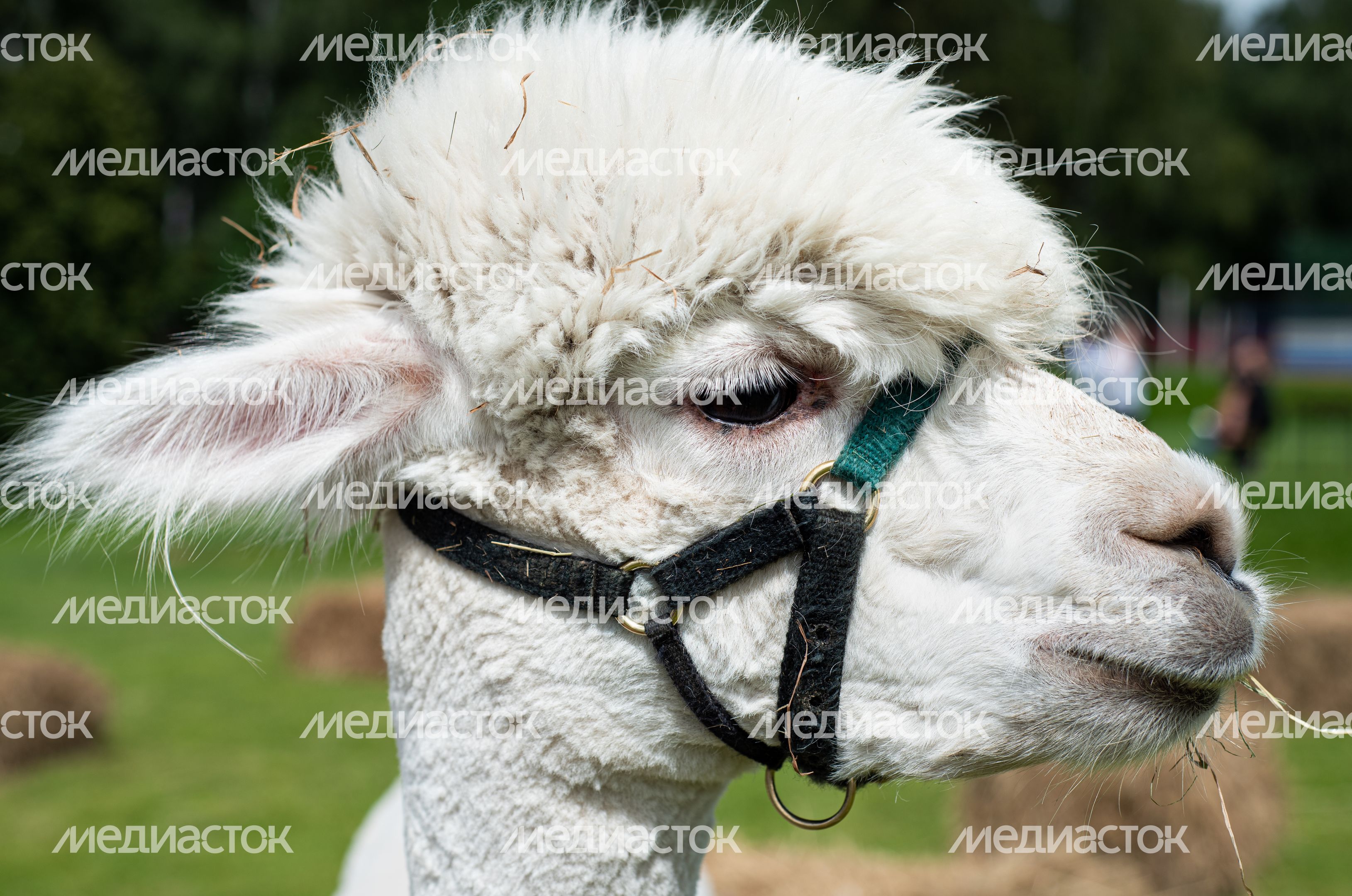 Гастрономический фестиваль Alpaca Wellbeing Fest
