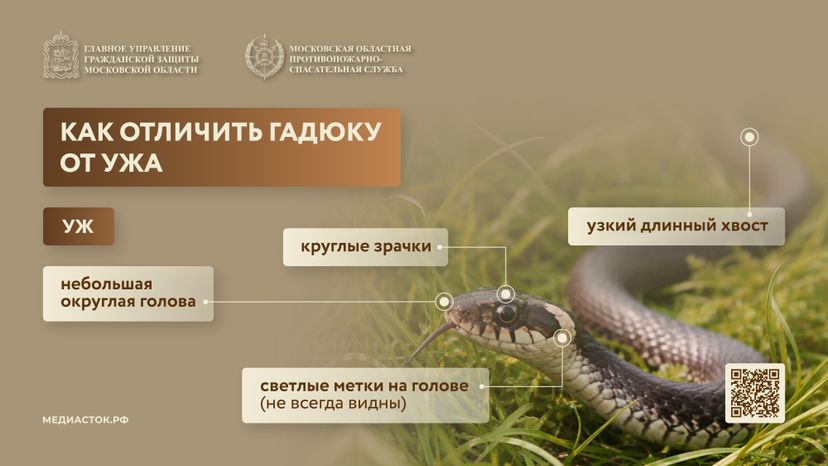 Гадюки горизонталь 02