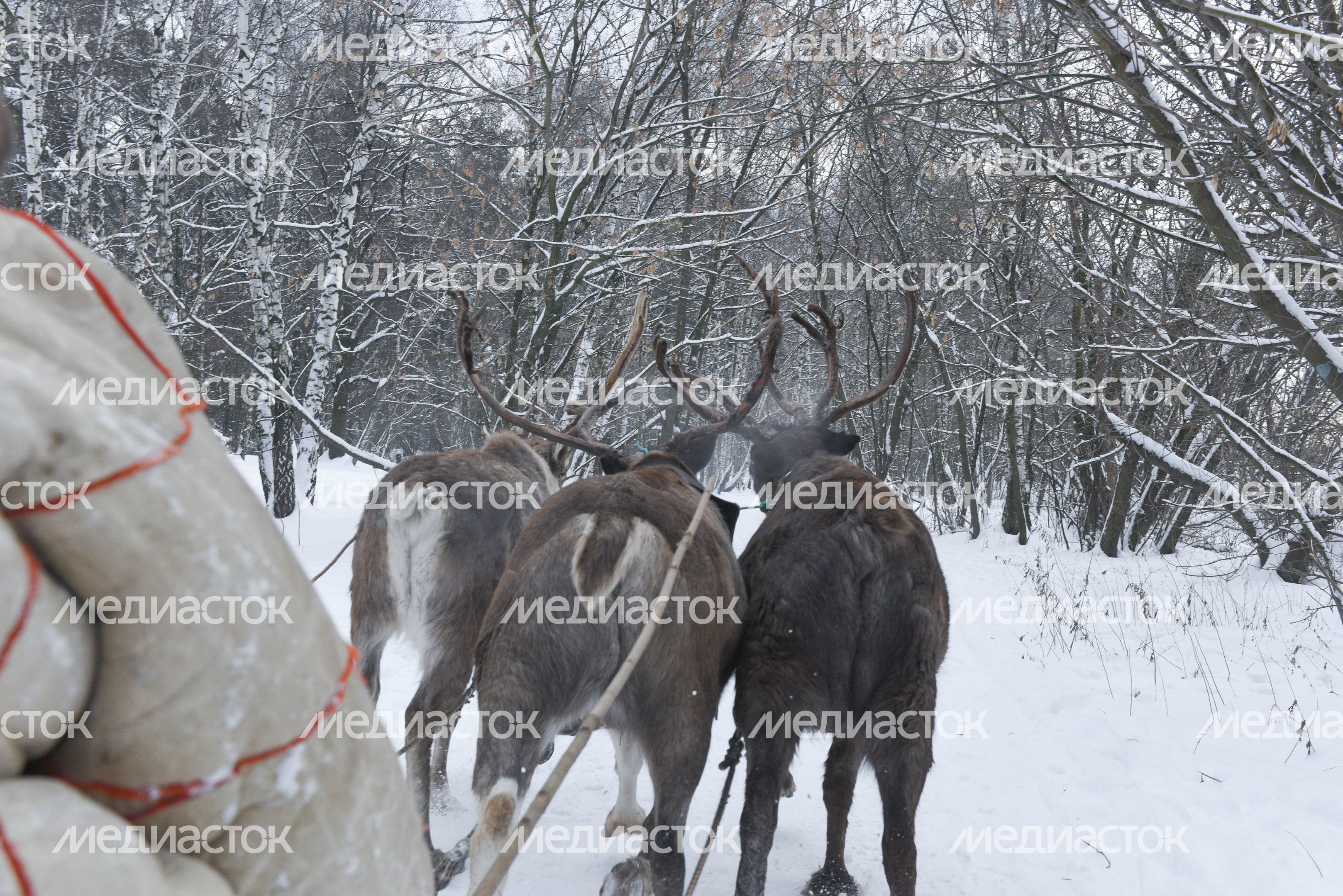 Оленья ферма в Дзержинском