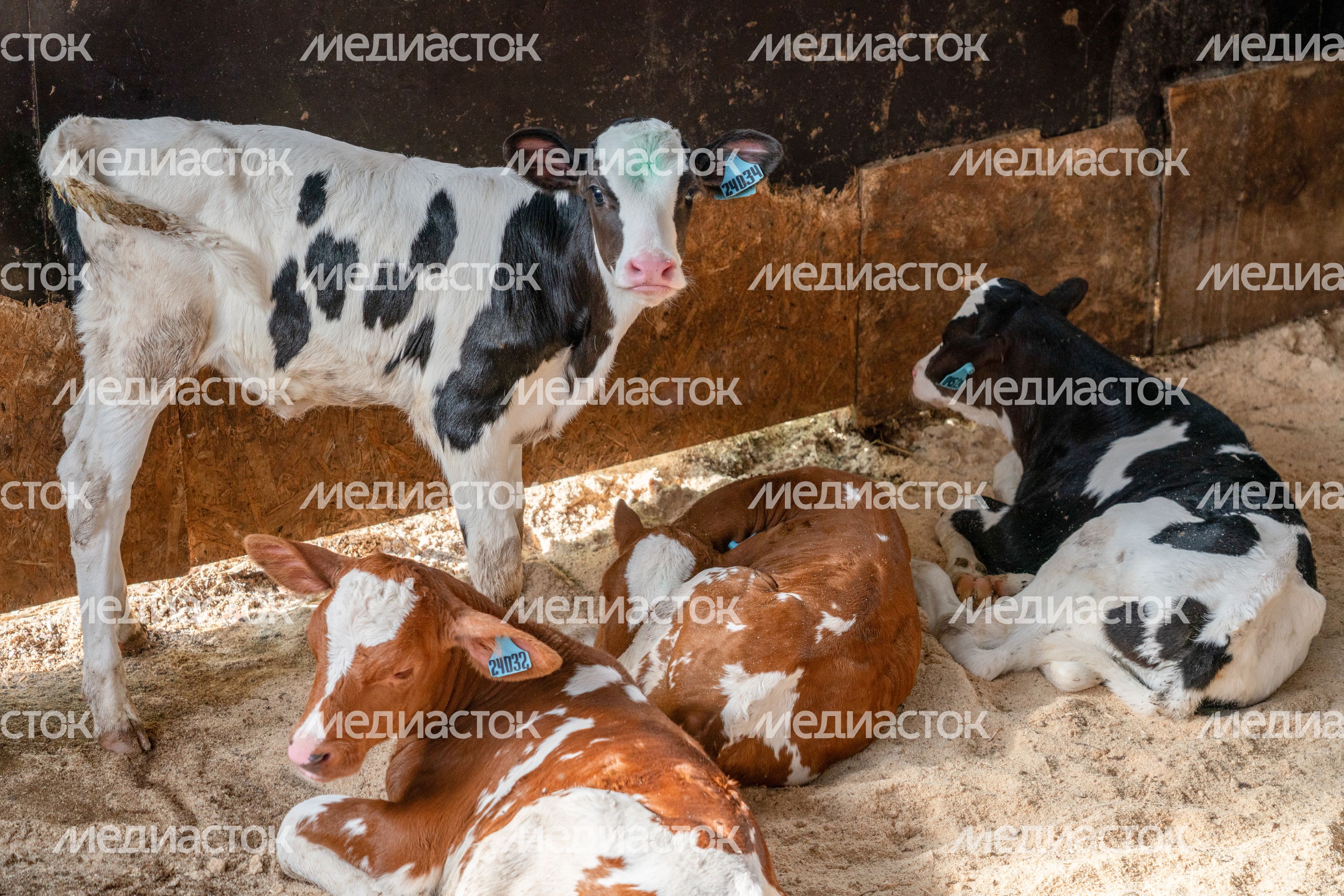 Ферма "Ройгас" в д. Малое Крутое в г.о. Шаховская