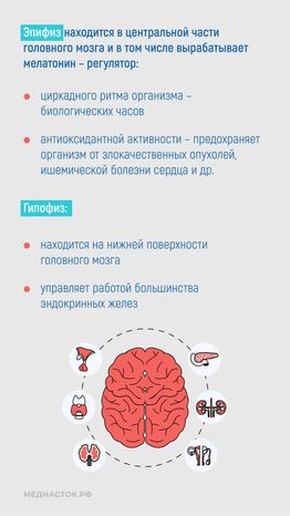 Эндокринные заболевания у наркозависимых вертикаль 04