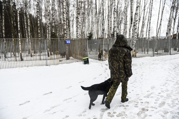 Школа собак‑проводников в Подмосковье