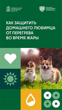 Как защитить домашнего любимца от перегрева во время жары вертикаль (1)
