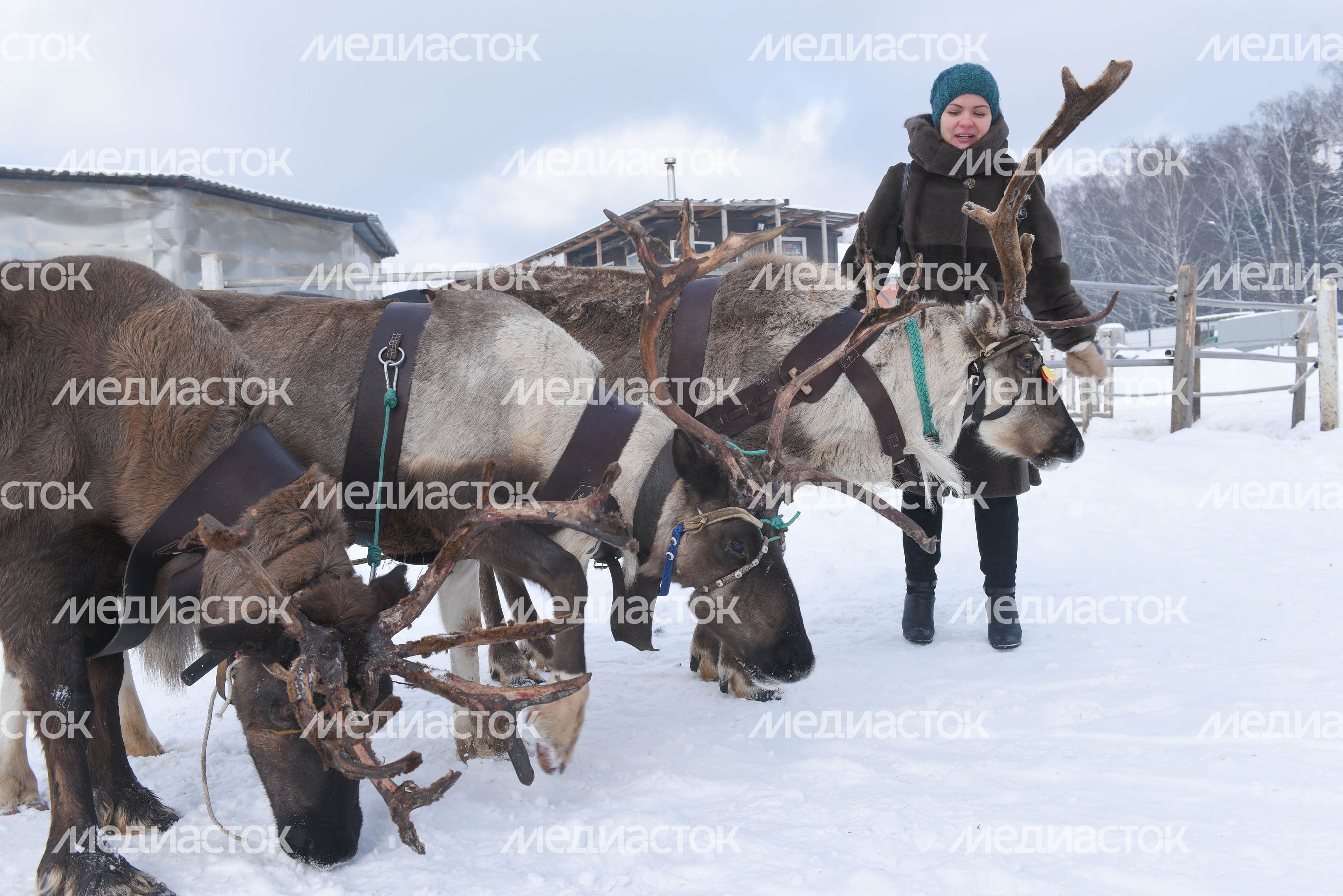 Оленья ферма в Дзержинском