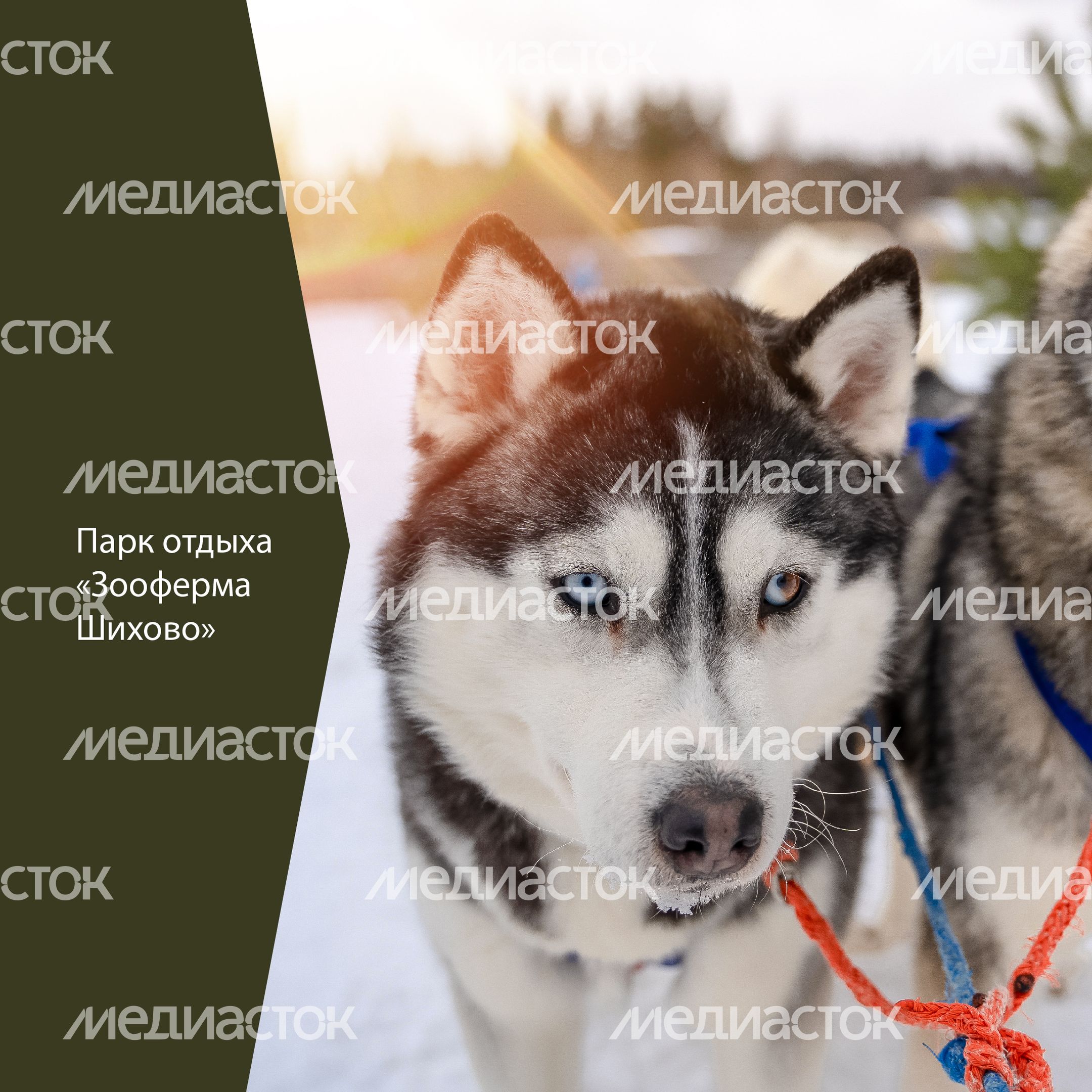 Фермы с животными-34.jpg