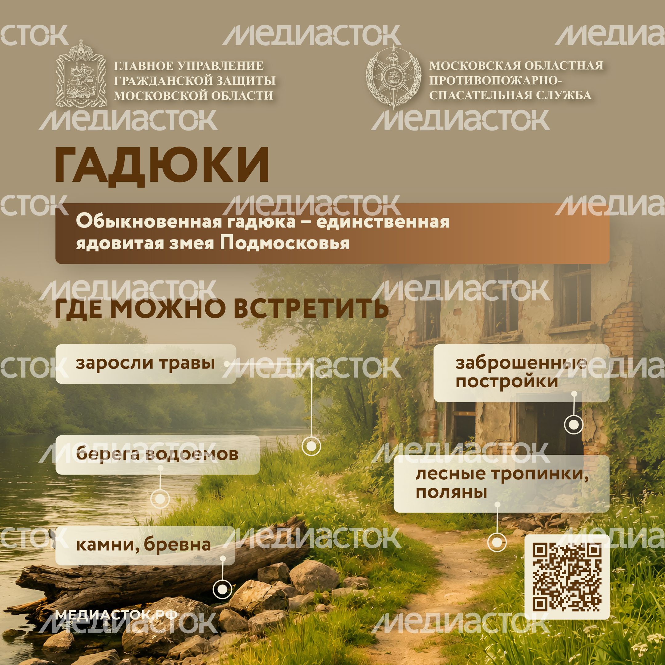 Гадюки квадрат 01 Гадюки квадрат 01