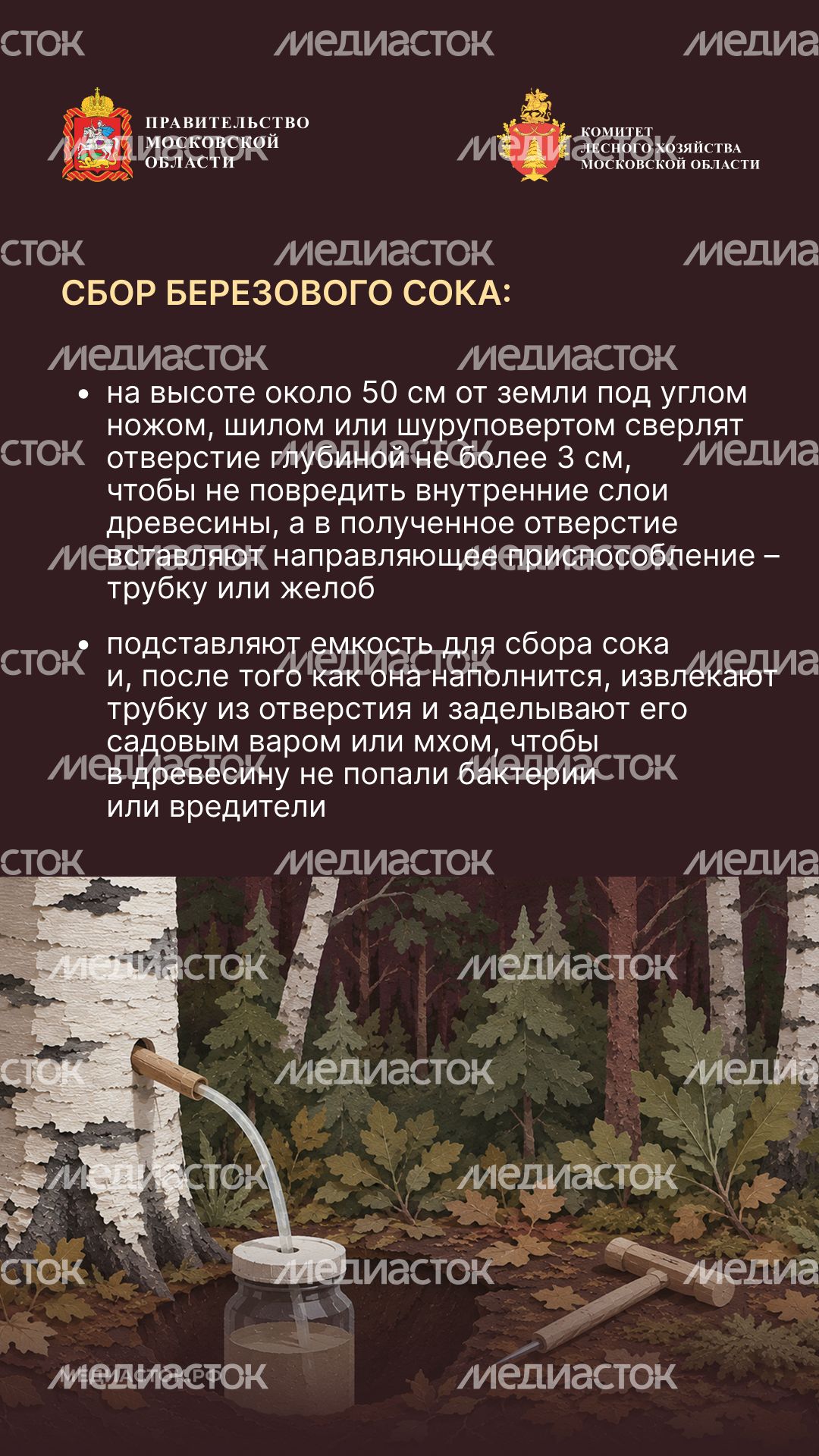 Ягоды, грибы, лекарственные растения вертикаль 09
