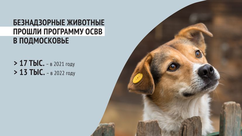 Безнадзорные животные