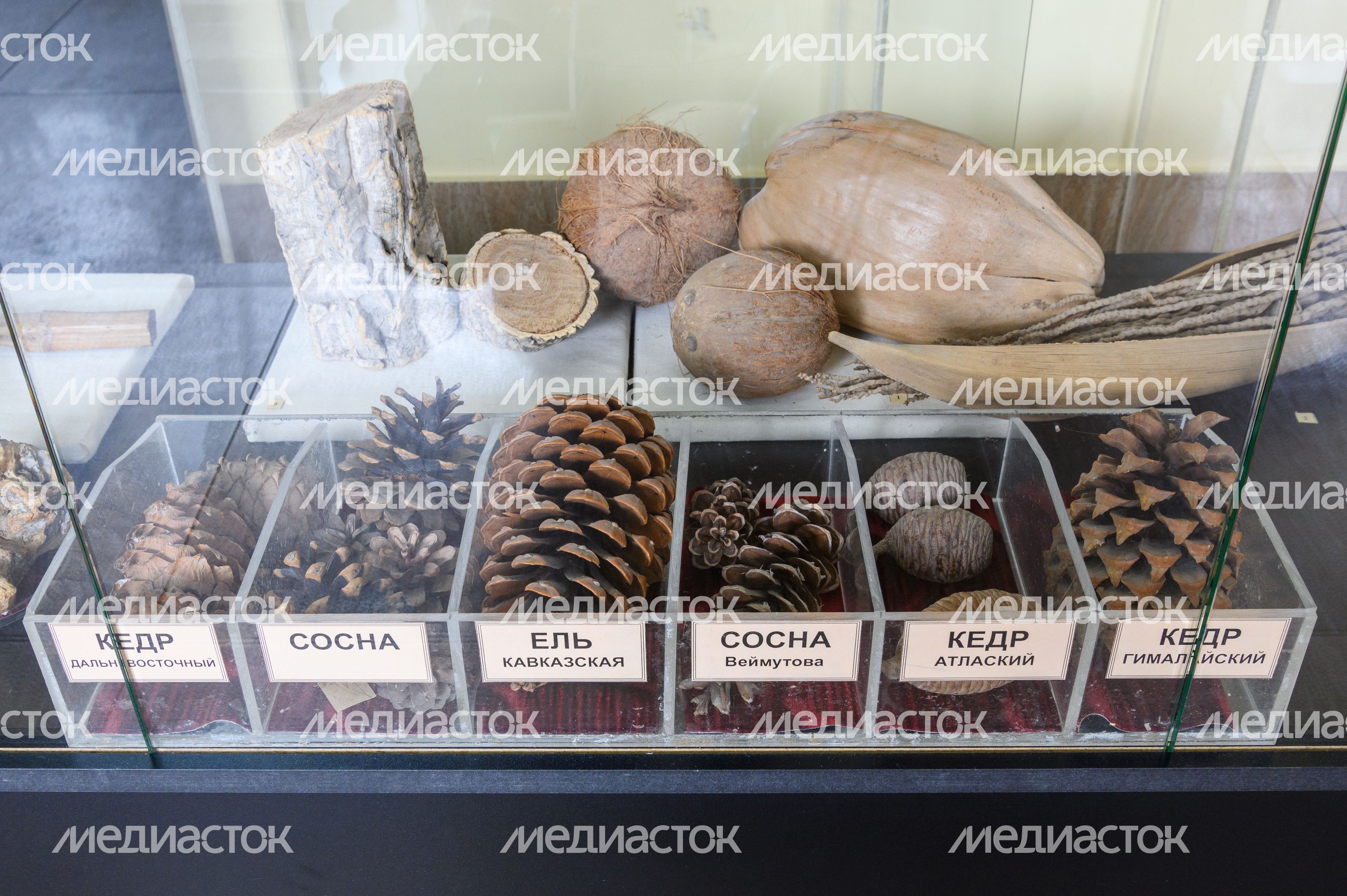 Пущинский музей экологии и краеведения