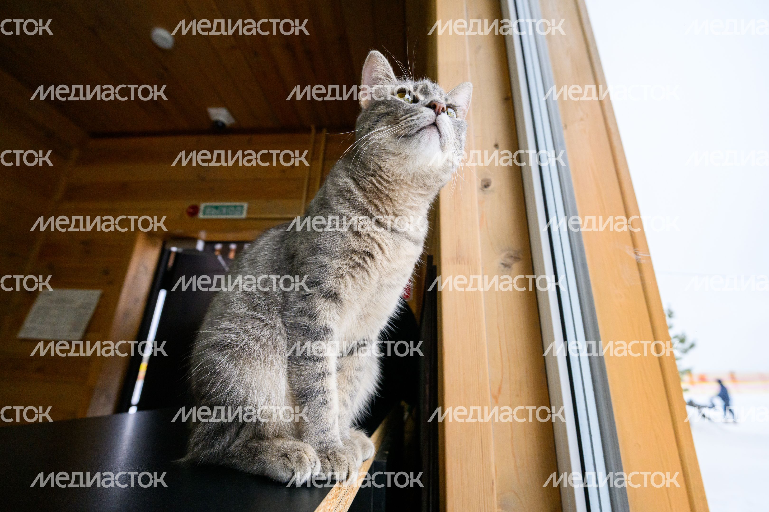 Кот встречает посетителей на горнолыжном курорте «Красная горка» в Подольске