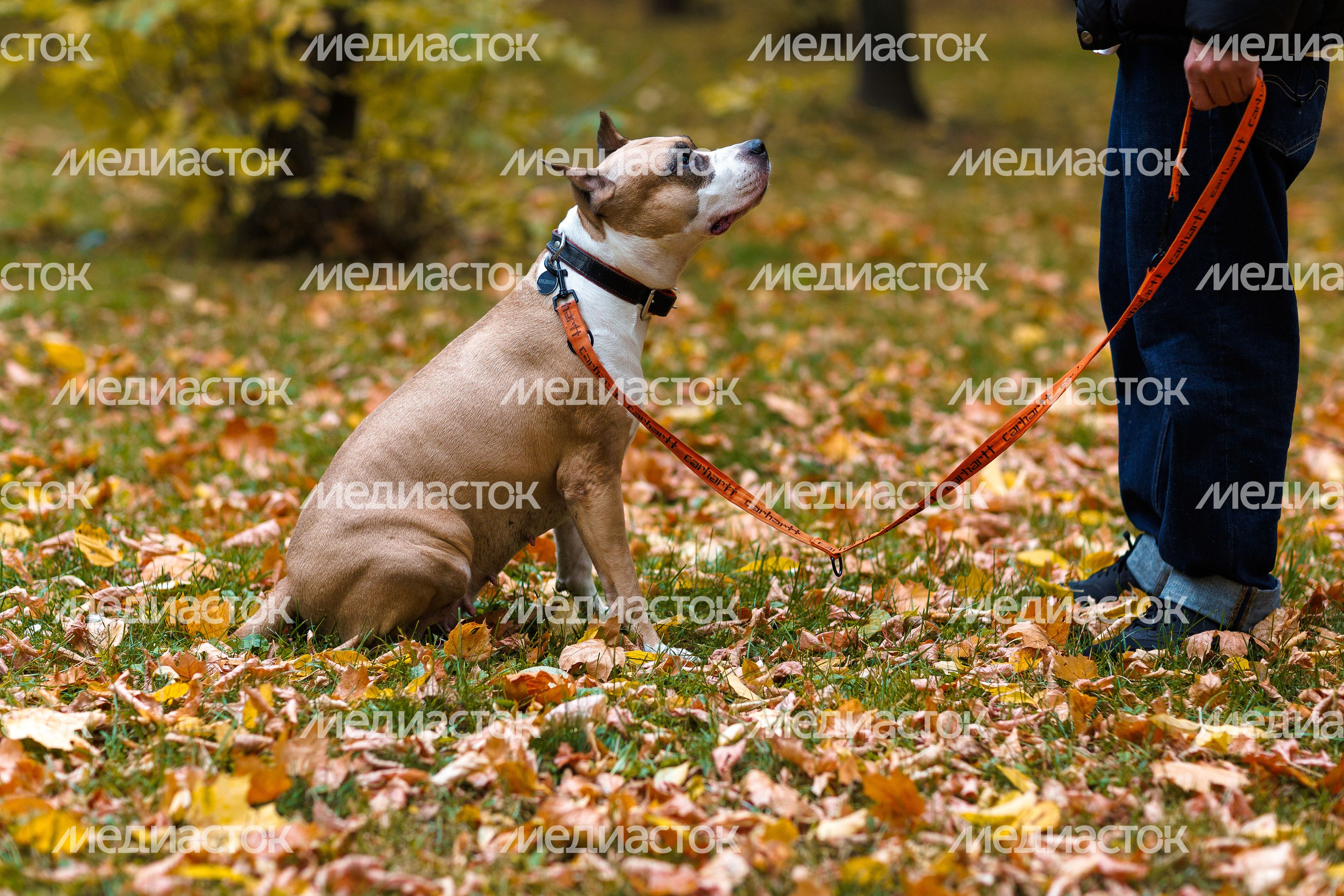 Осенняя прогулка с собакой в парке