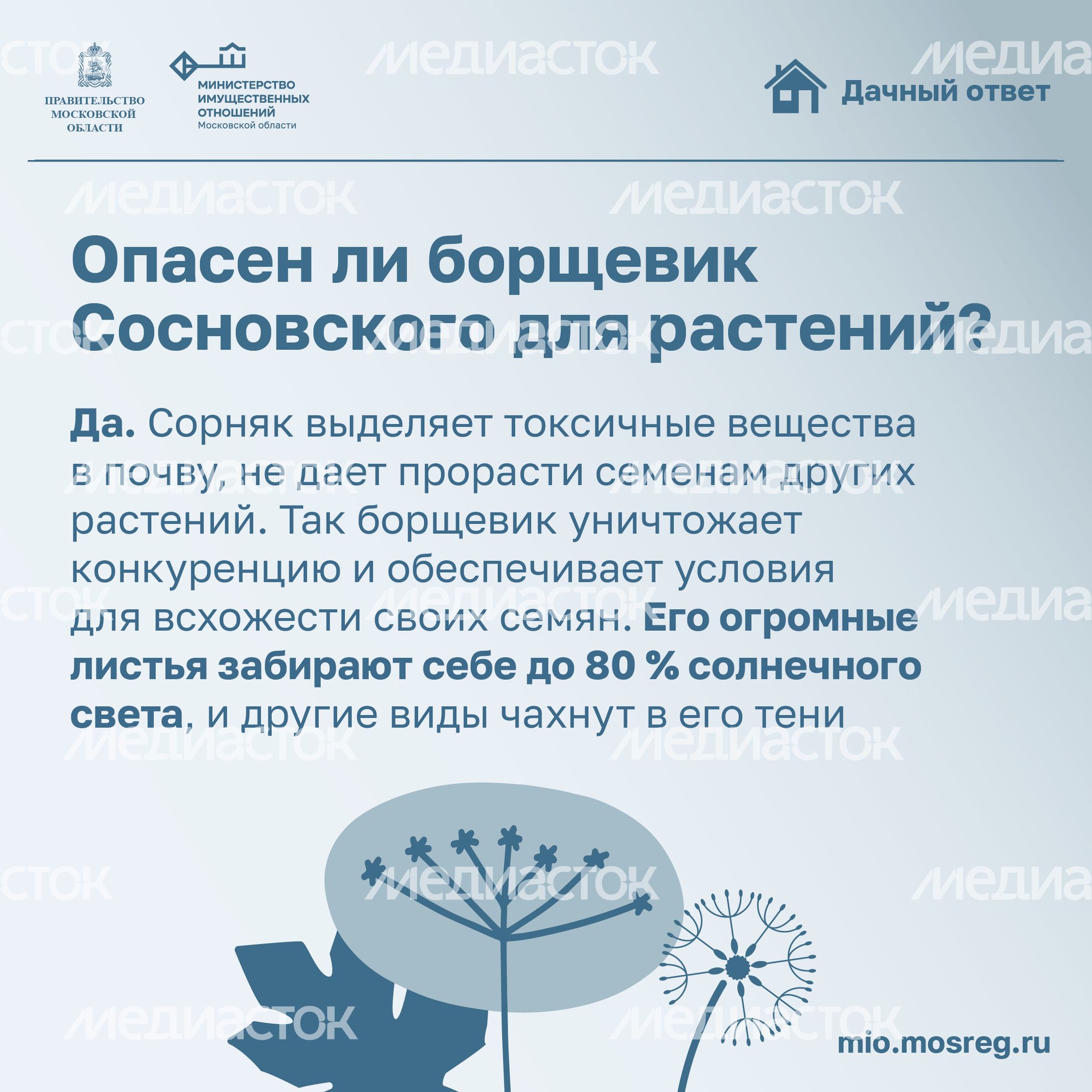 Дачный ответ_борщевик-15.jpg