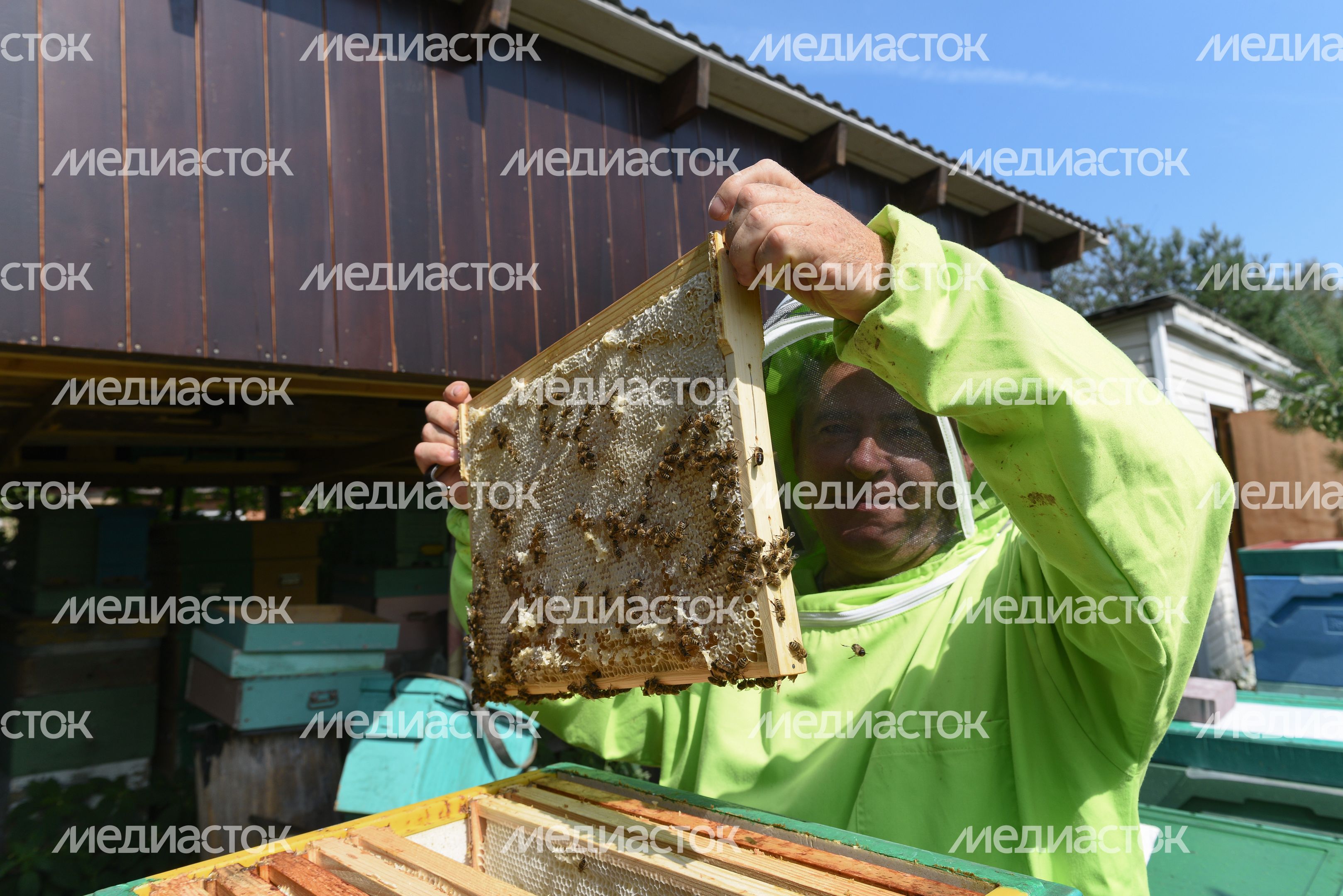 Пчеловод из Королева, 2 часть Пчеловод из Королева, 2 часть