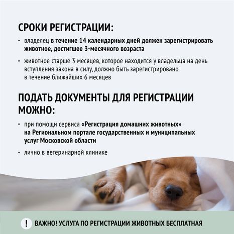 Зарегистрировать домашнее животное ред 2-квадрат-05.png