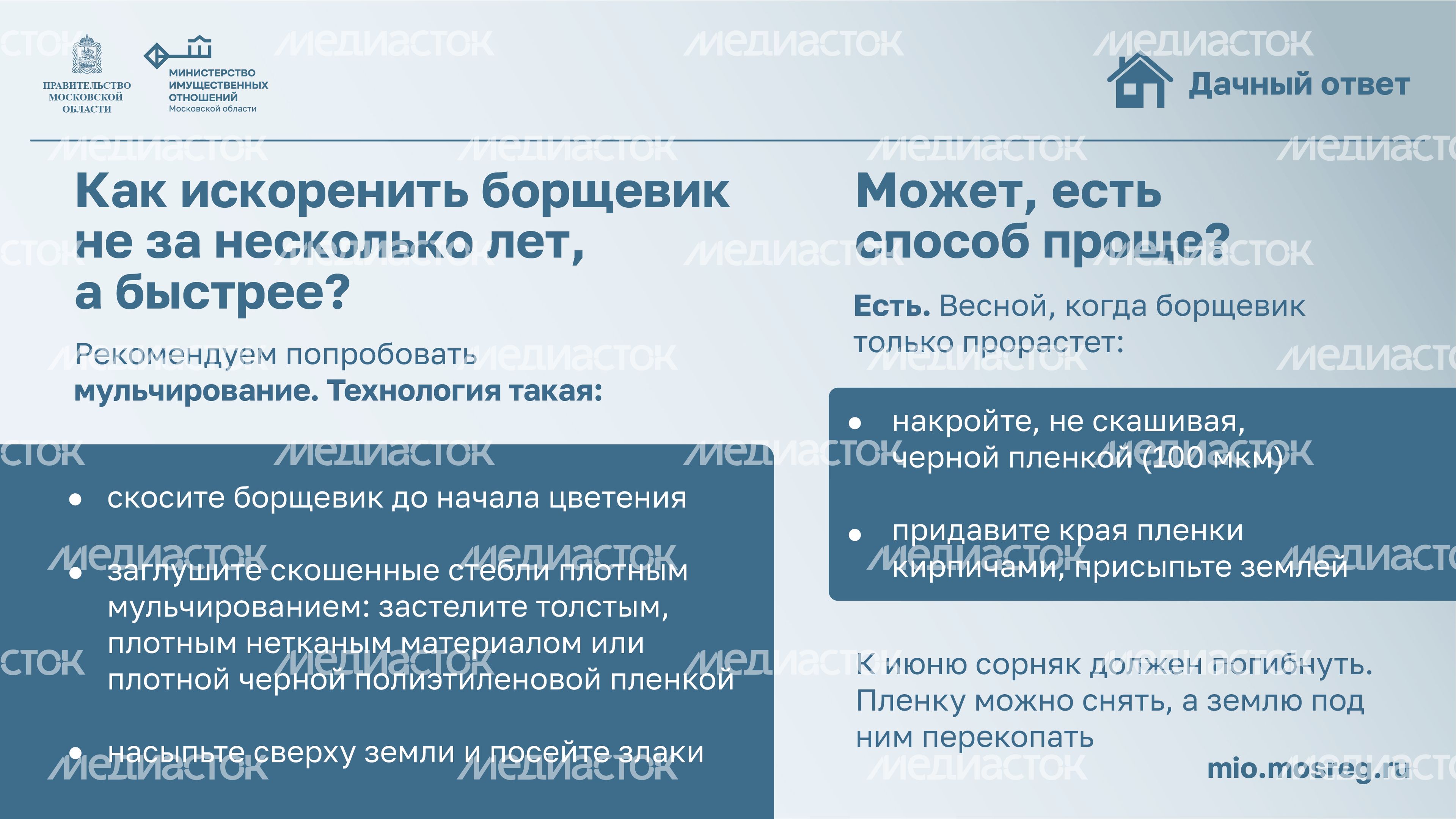 Дачный ответ_борщевик-11.jpg