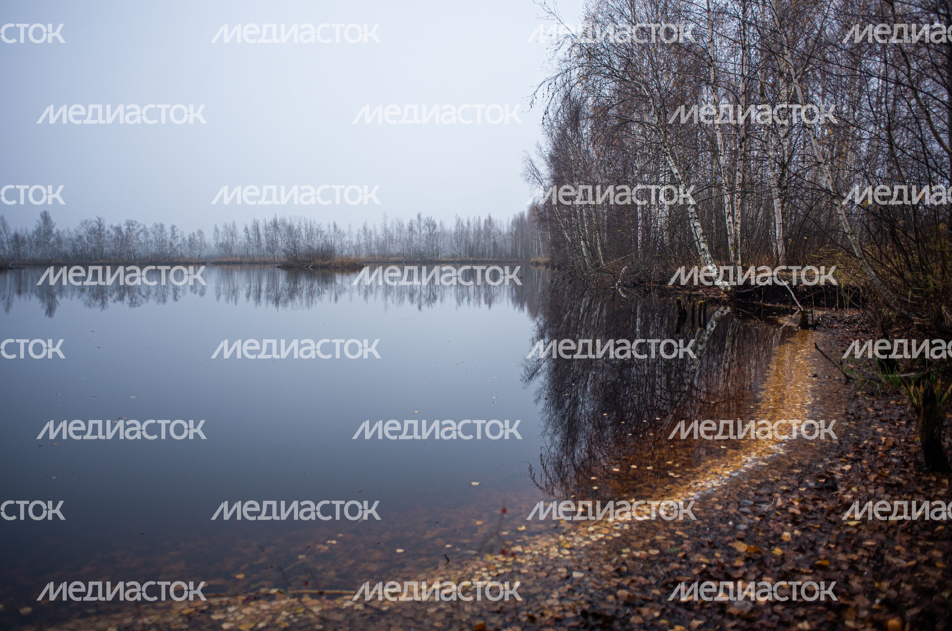 Шатурские болота