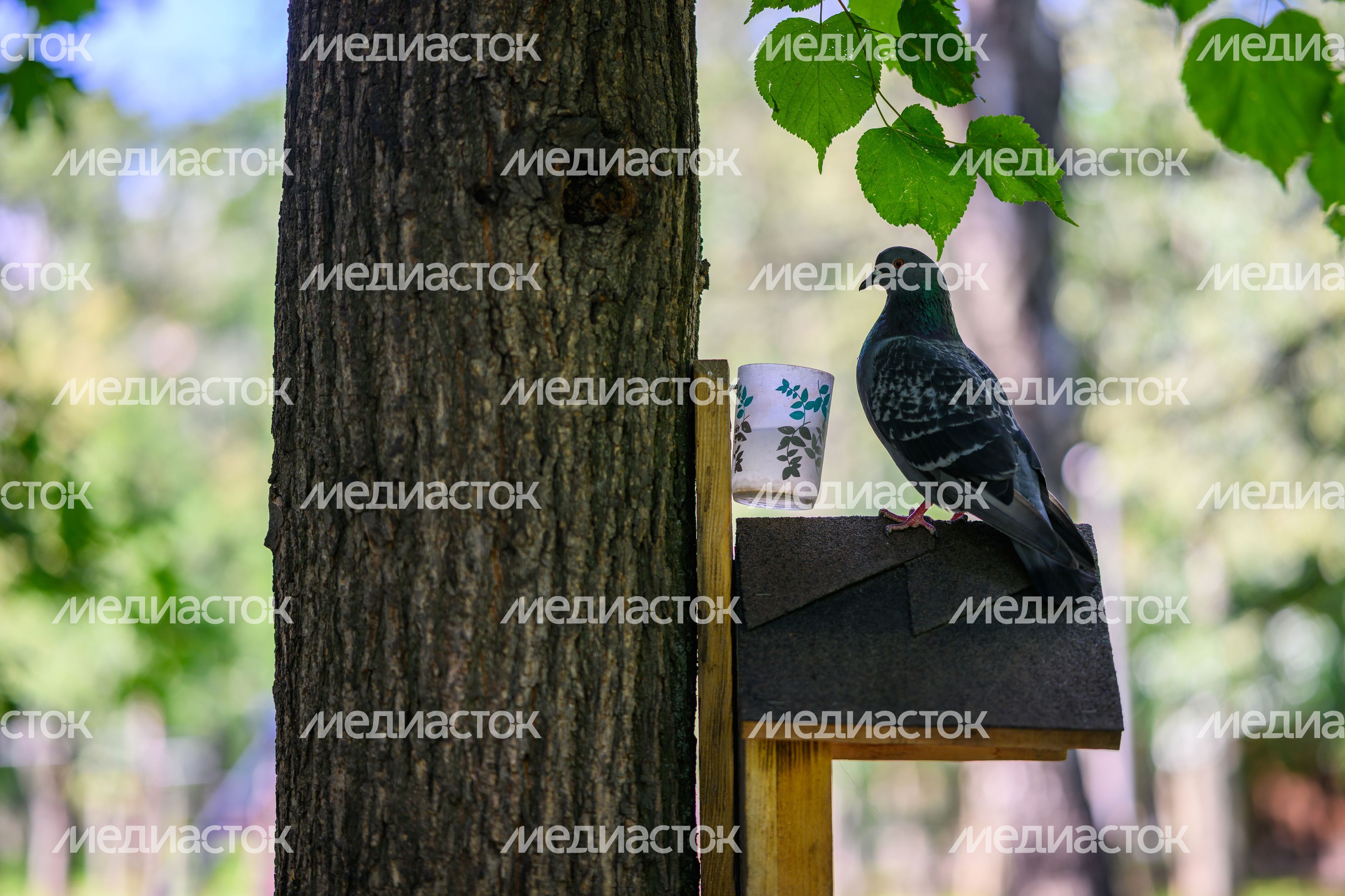 Лето в Наташинском парке Люберец