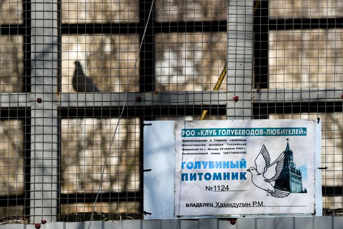 Голубятня в Москве