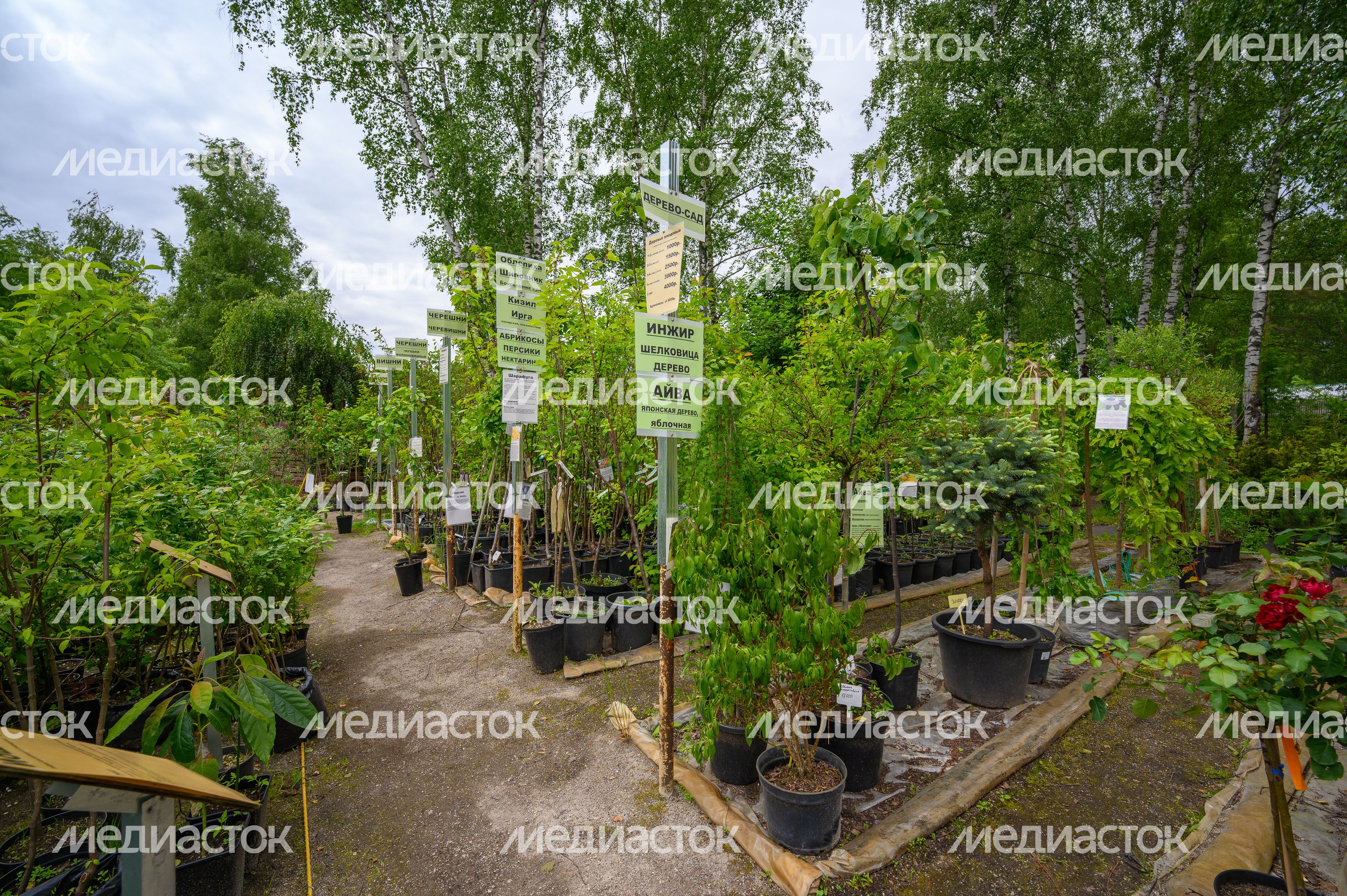 Питомник растений для приусадебного участка на ферме «Бабушкин дворик» в слободе Алешино Питомник растений для приусадебного участка на ферме «Бабушкин дворик» в слободе Алешино