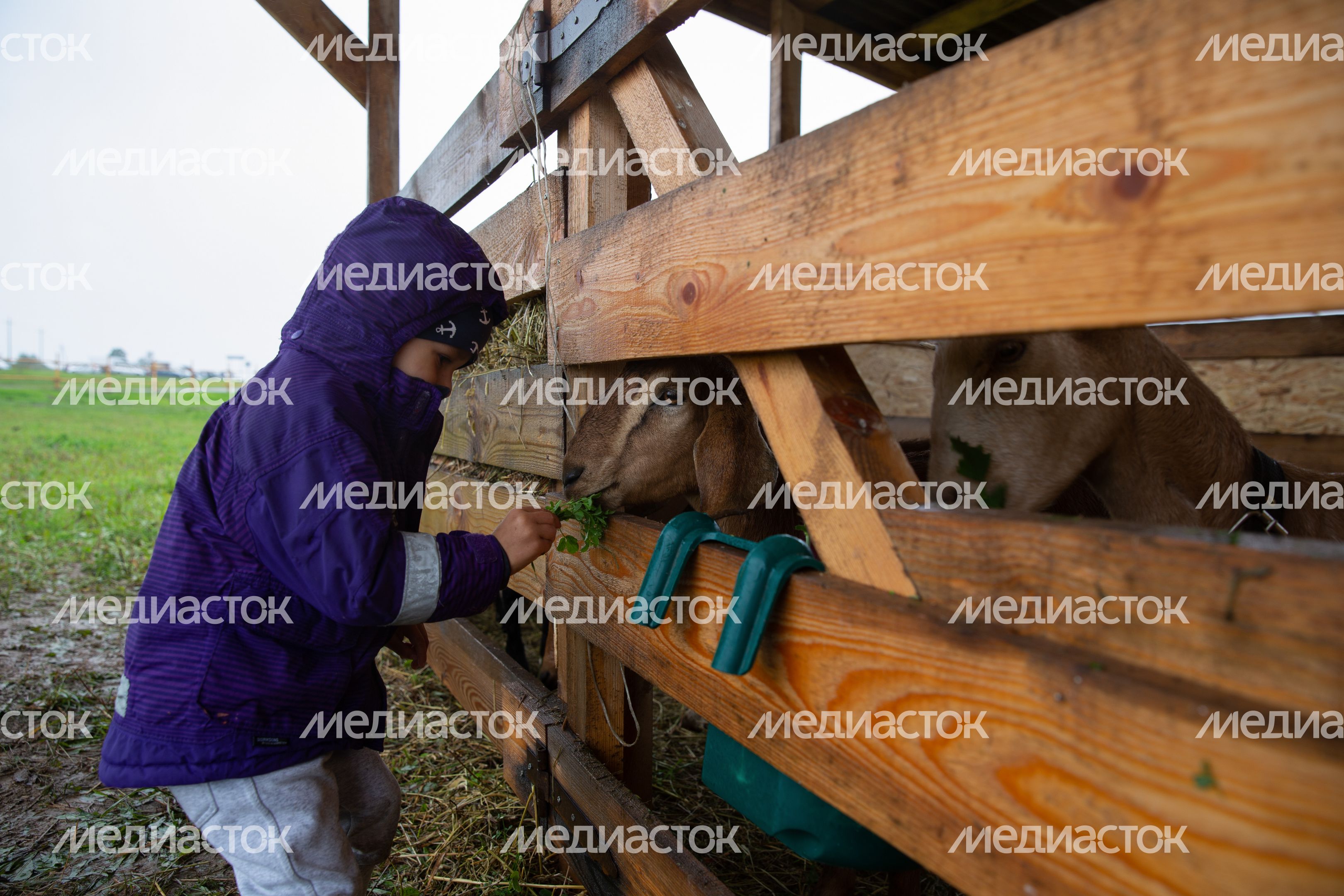 Открытие IV Всероссийского фестиваля фермерской продукции «Сыр. Пир. Мир»