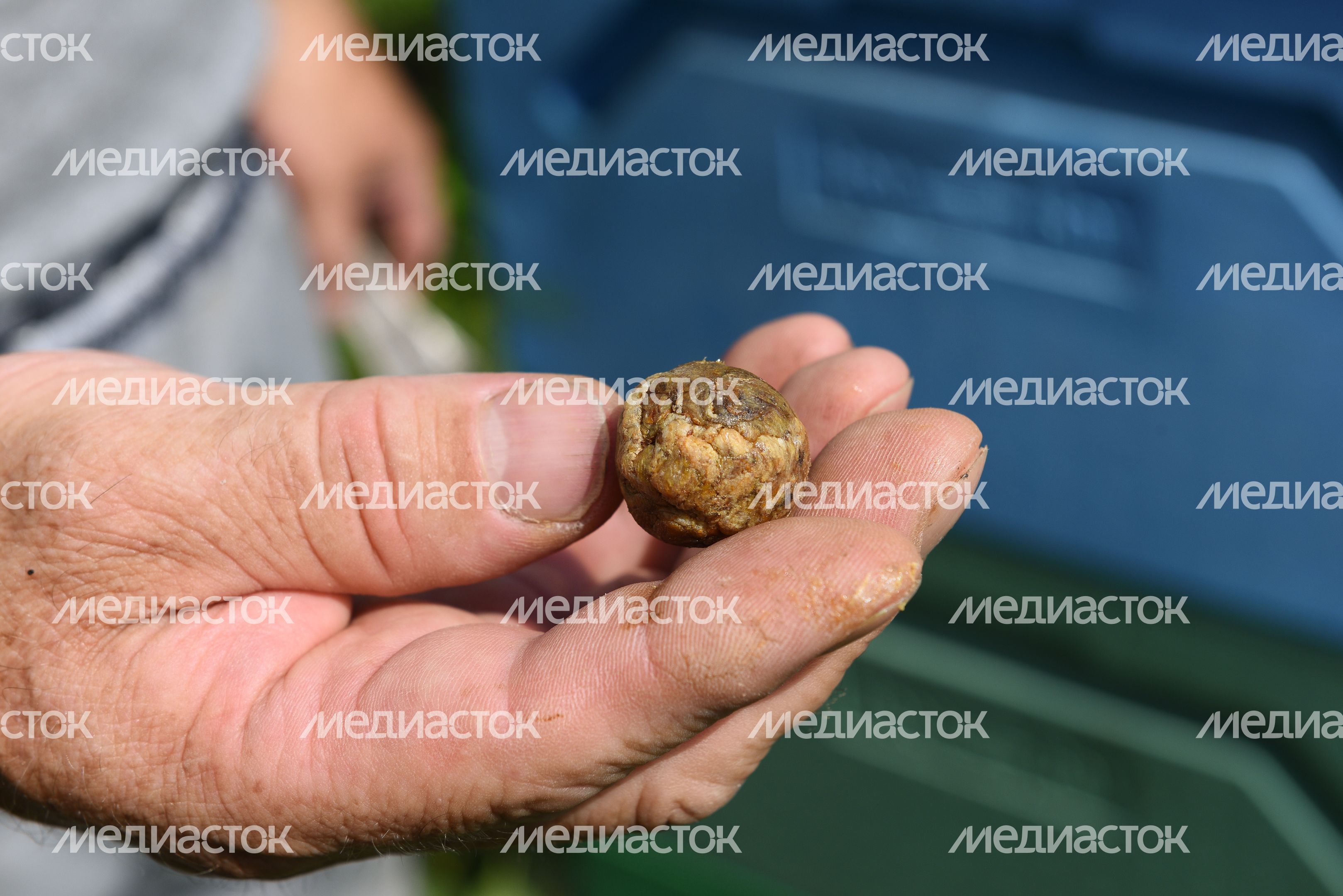 Пчеловод из Королева, 2 часть
