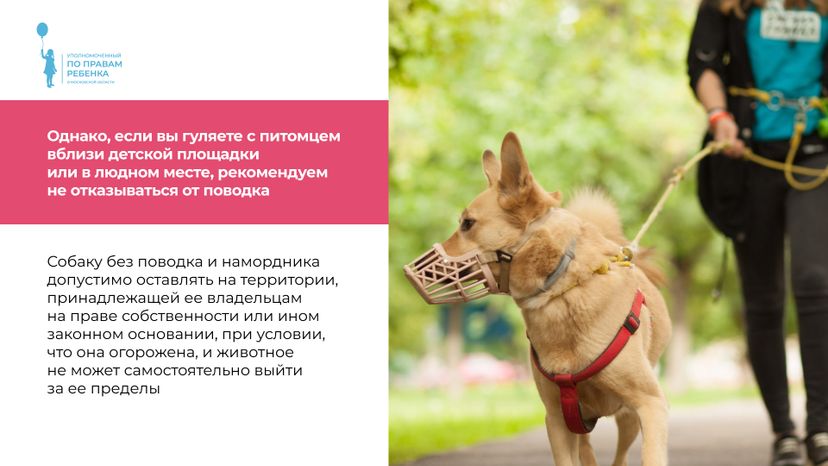 уппр_осторожно_собака_горизонталь_7.jpg