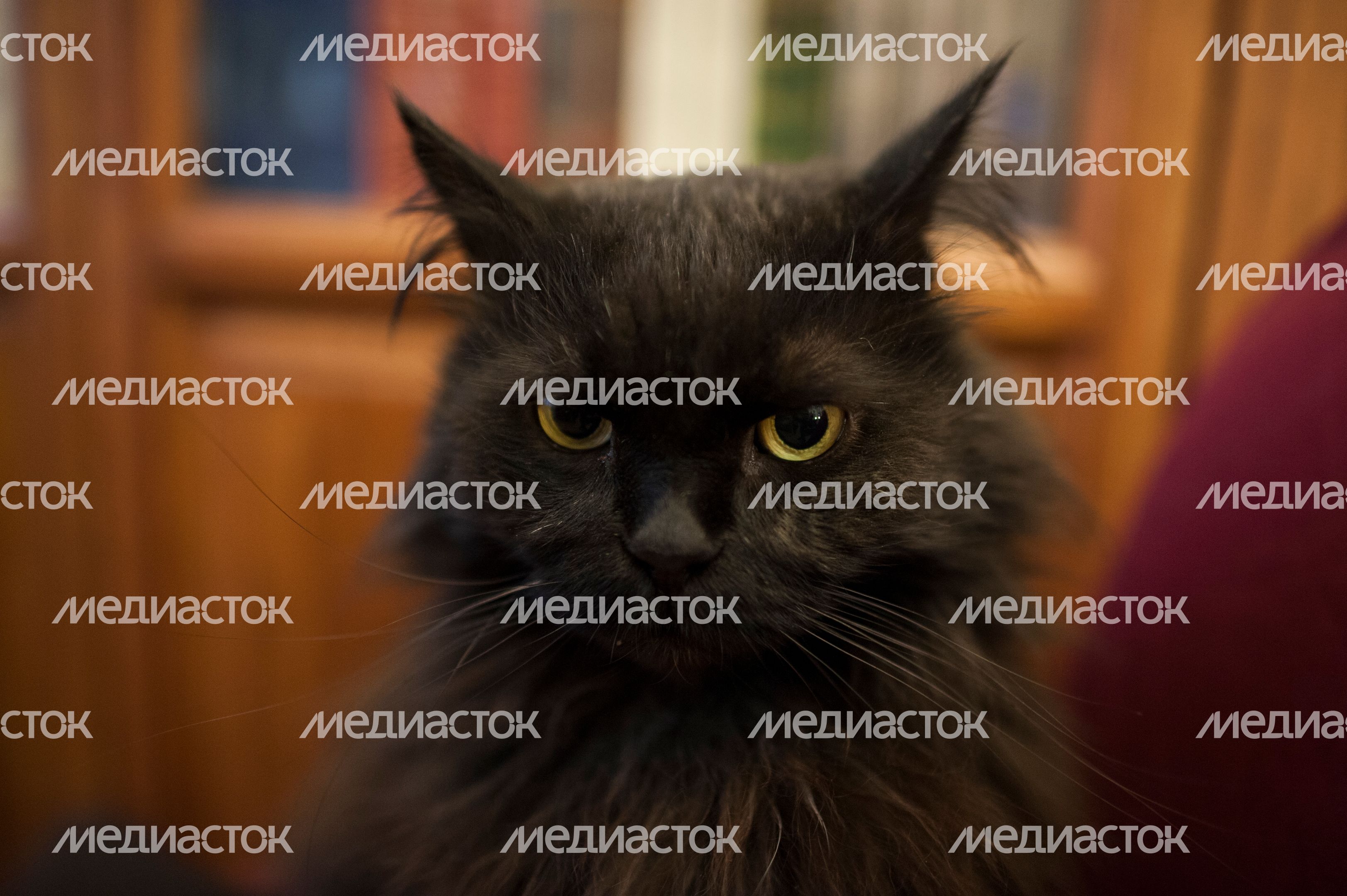 Кот Бегемот в музее «Дом Булгакова» Кот Бегемот в музее «Дом Булгакова»