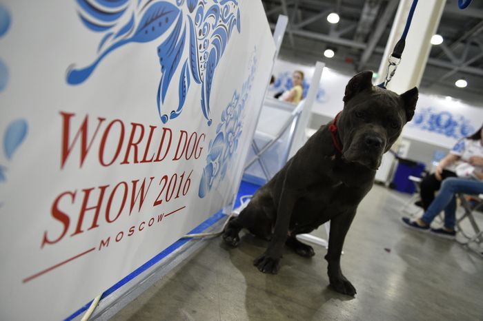 Всемирная выставка собак World Dog Show 2016 в МВЦ «Крокус Экспо»
