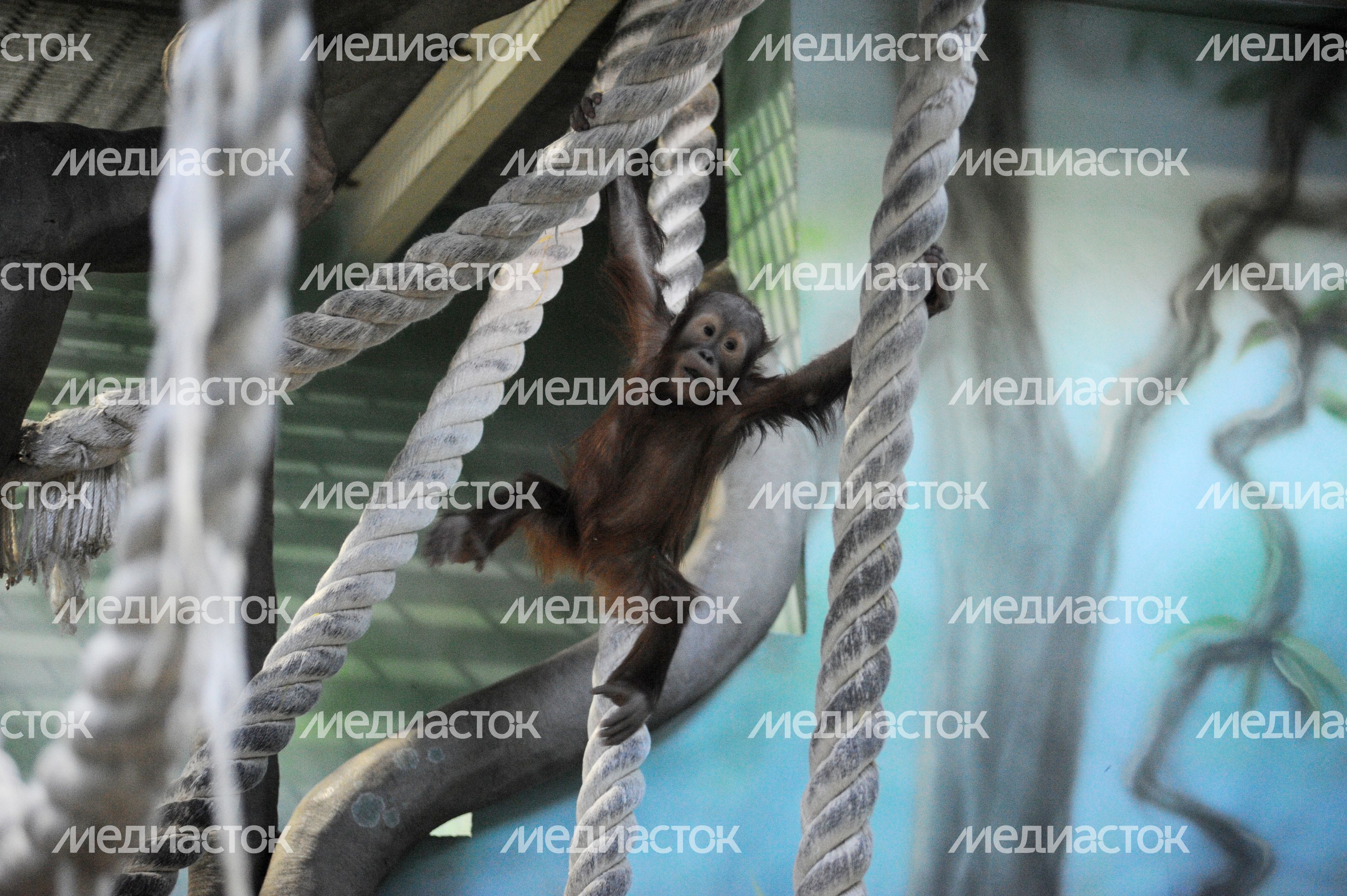 Московский зоопарк Московский зоопарк