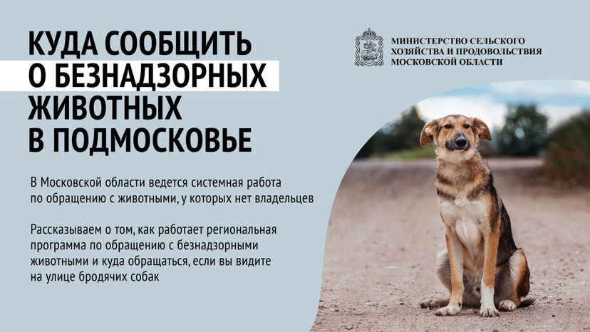 Безнадзорные животные