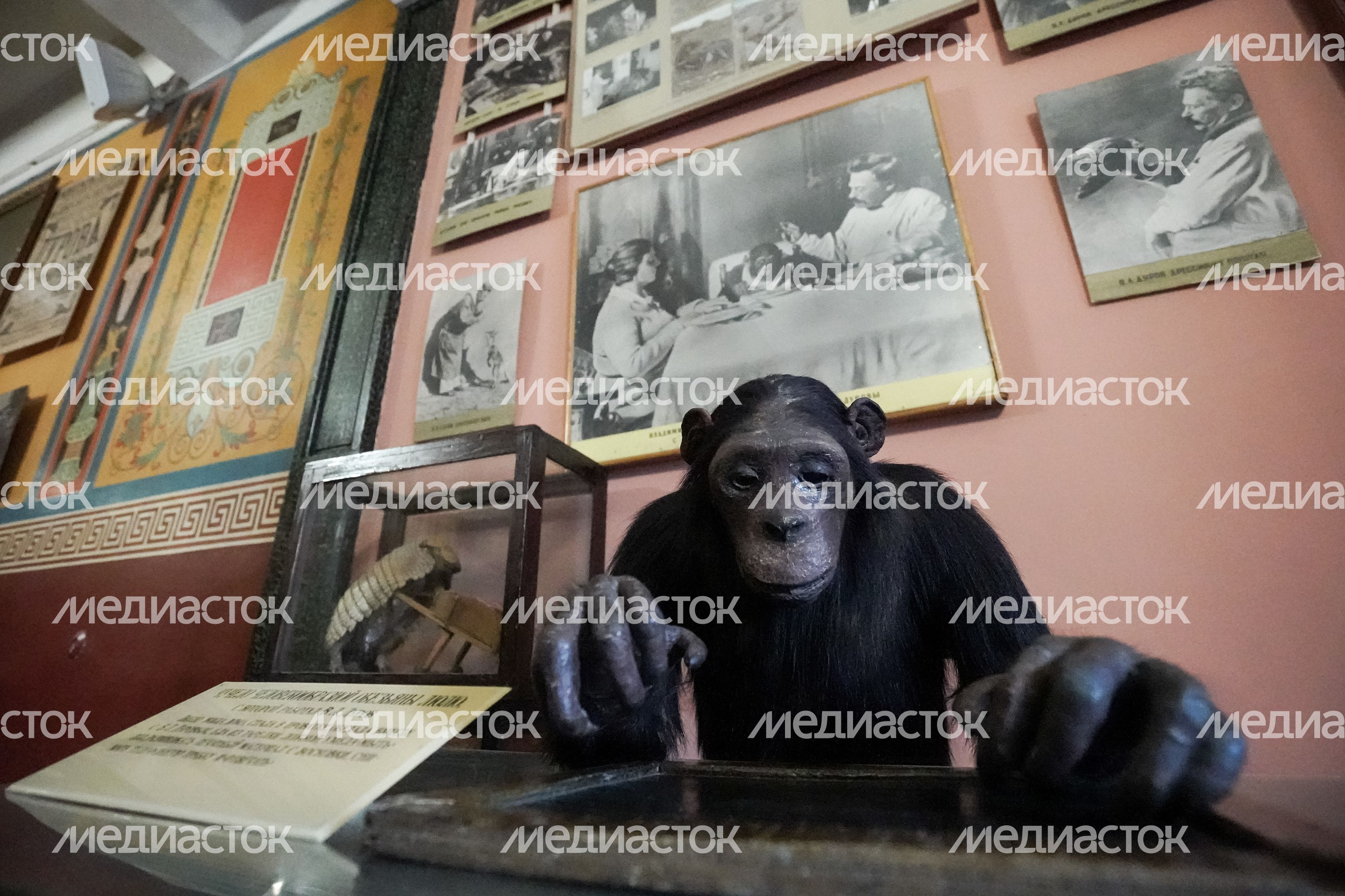 Театр «Уголок дедушки Дурова»
