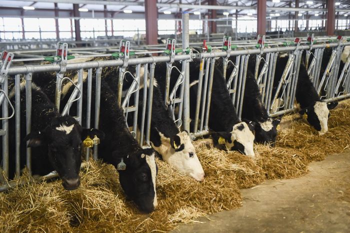 Открытие нового молочного комплекса TH True Milk в Подмосковье, 2 часть