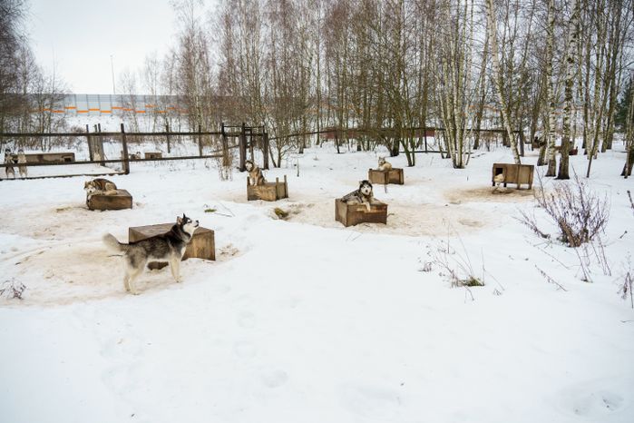 Чукотское стойбище "Хаски парк" в Раменском округе зимой