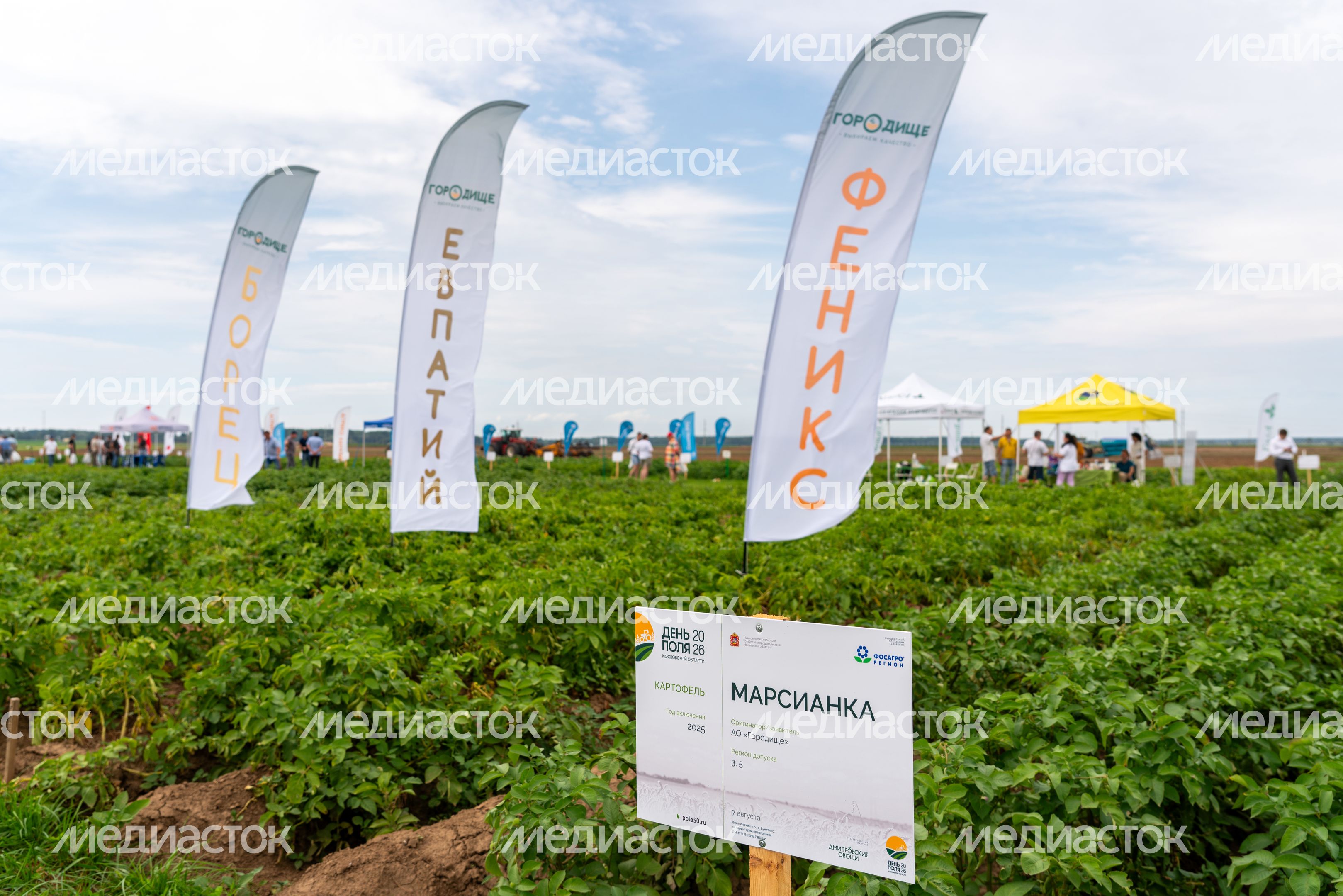 Выращивание сельхозпродукции на полях компании «Дмитровские овощи»
